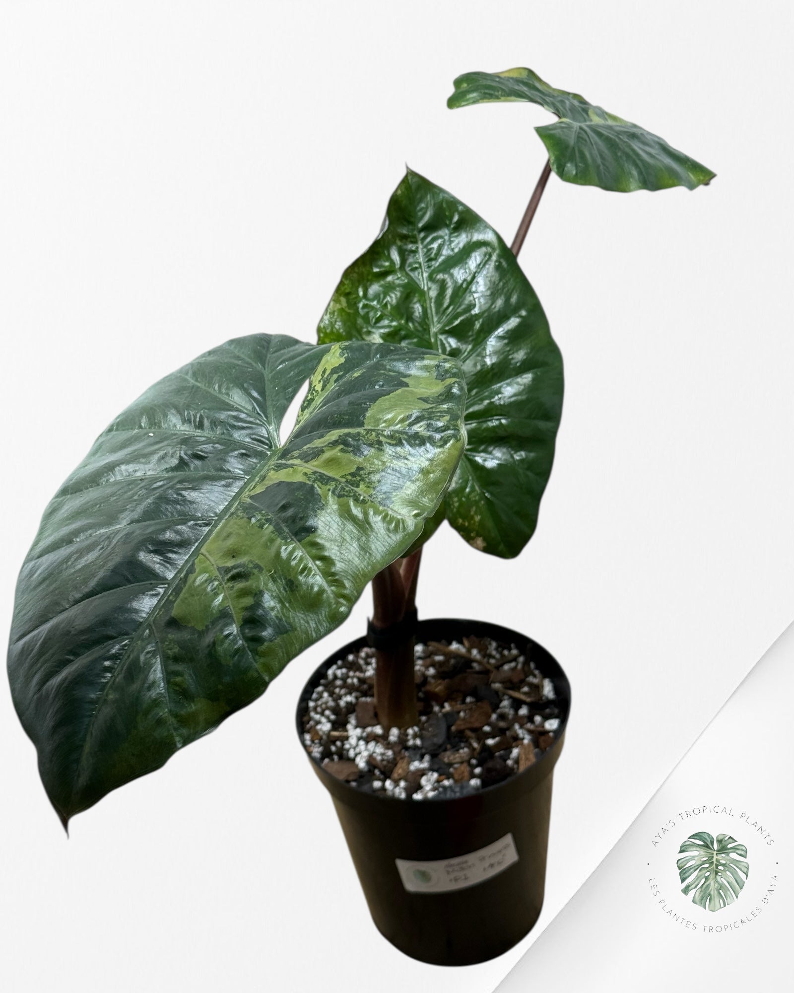 Alocasia Yucatan Princess Variegated ( XL) F1