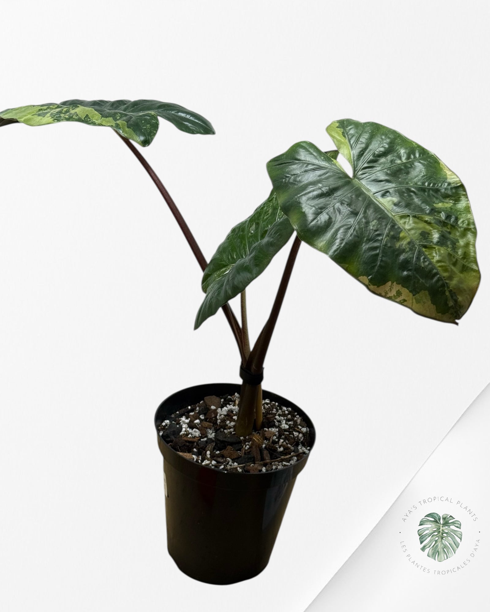 Alocasia Yucatan Princess Variegated ( XL) F1