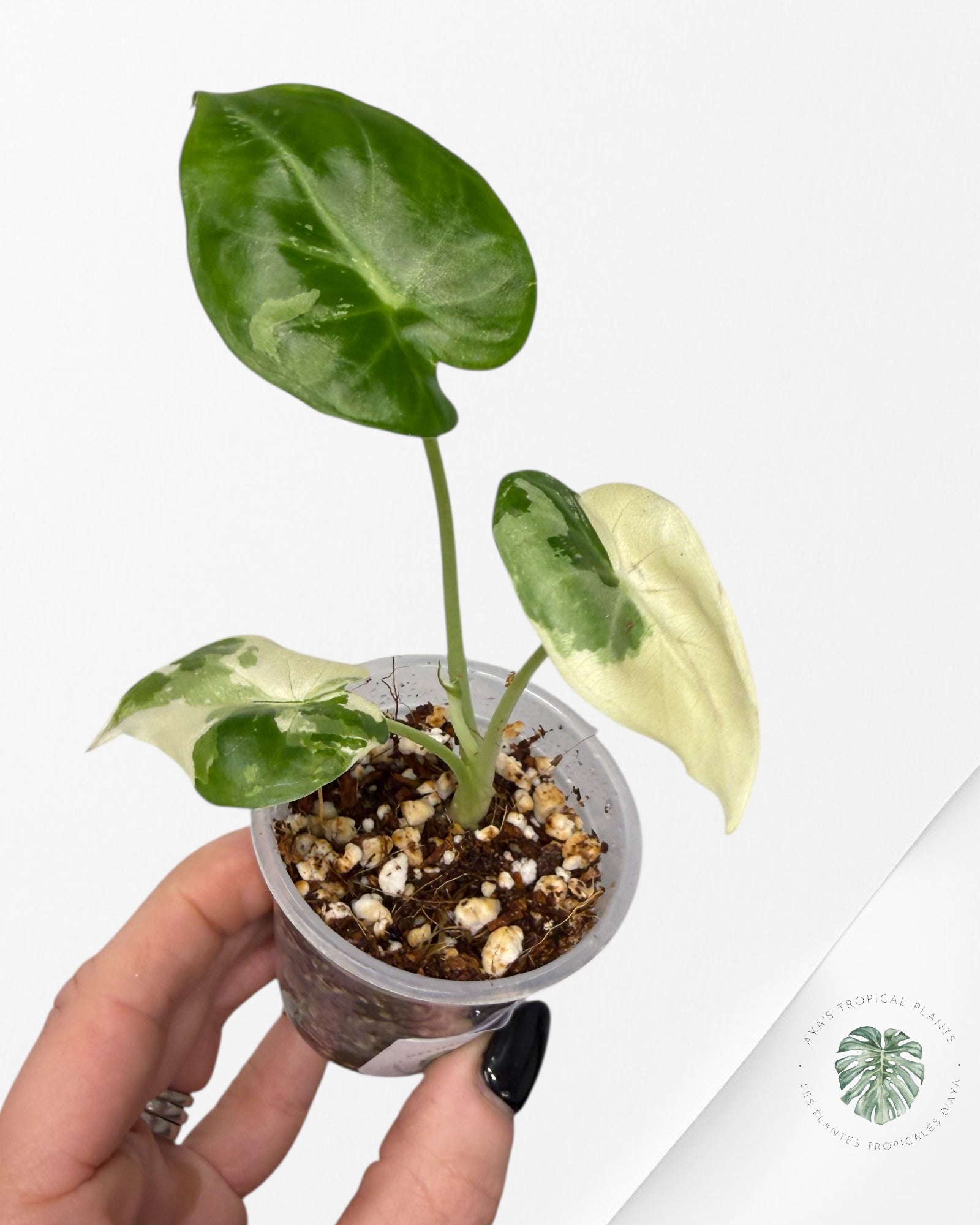 Alocasia Regal Variegated Albo| Rare TC Plant | Aya's Tropical Plants