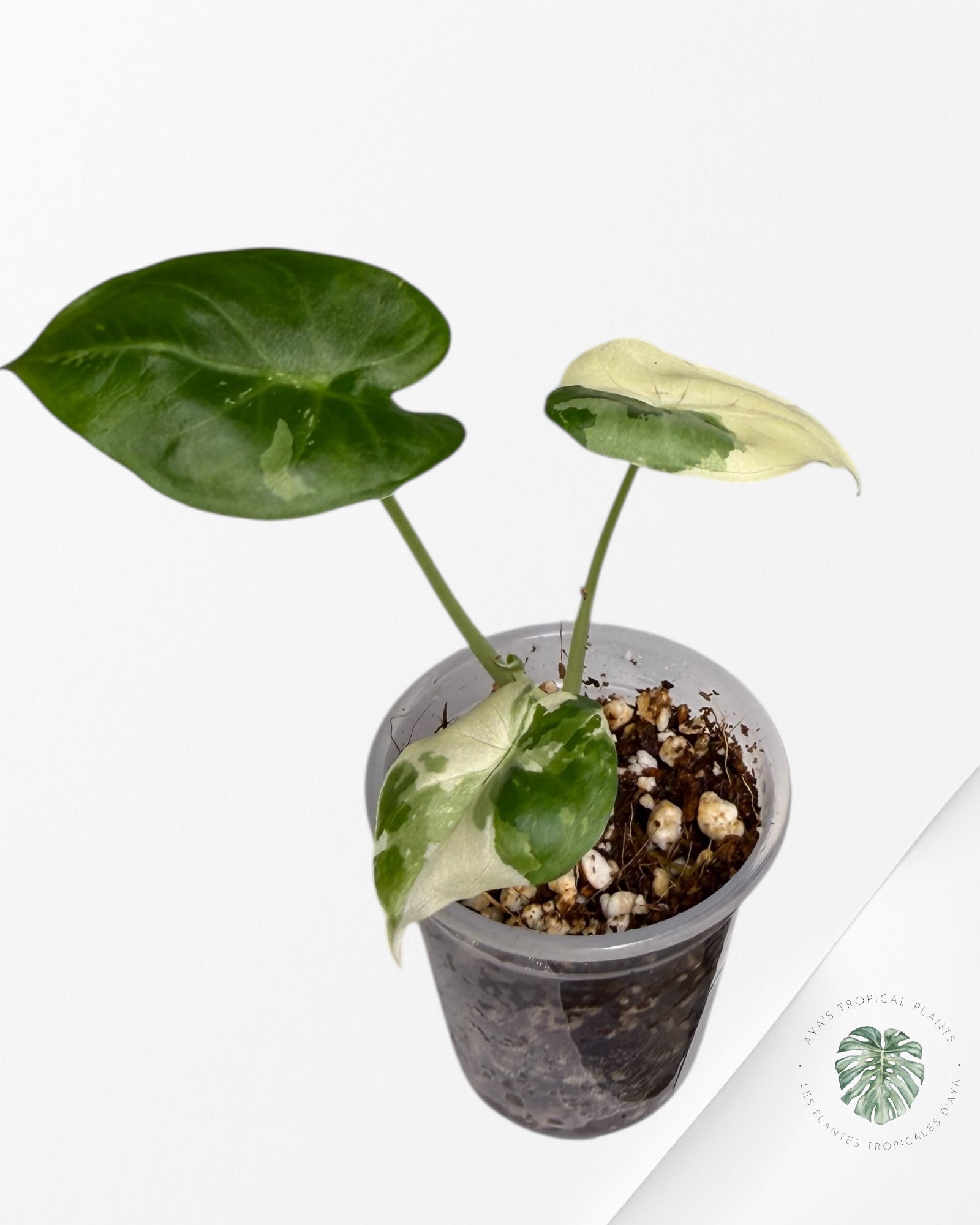 Alocasia Regal Variegated Albo| Rare TC Plant | Aya's Tropical Plants