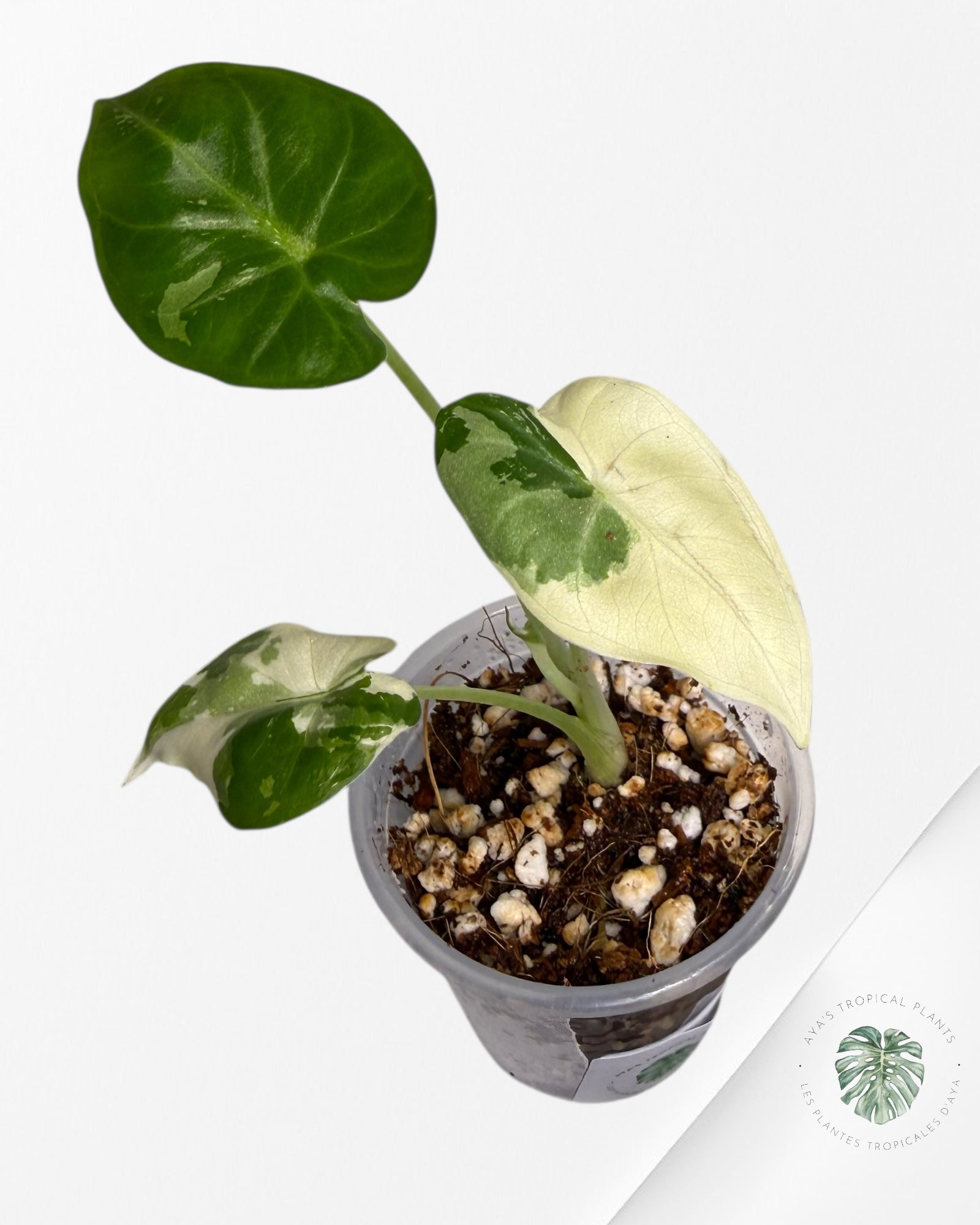Alocasia Regal Variegated Albo| Rare TC Plant | Aya's Tropical Plants