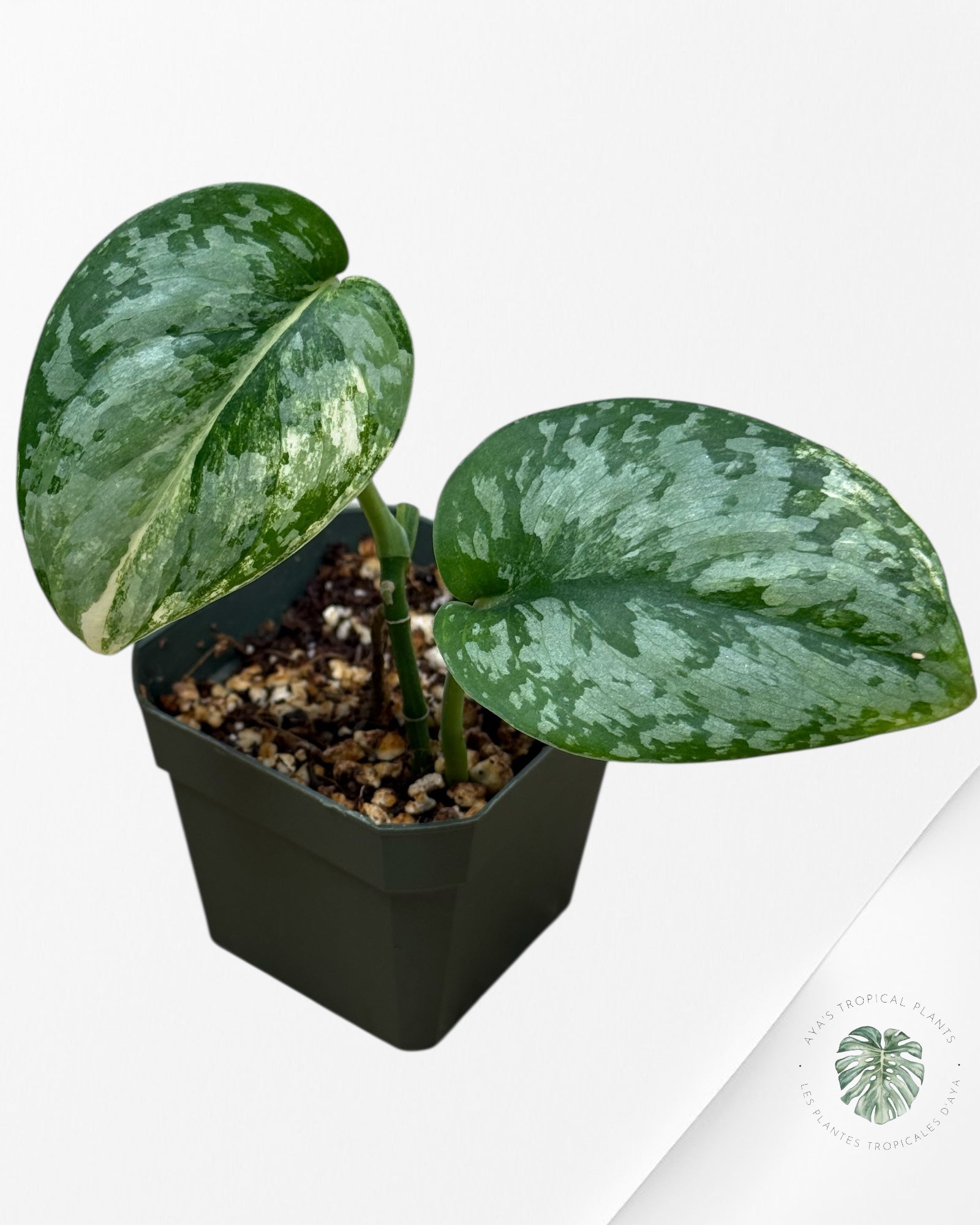Scindapsus Prabu - EXP11