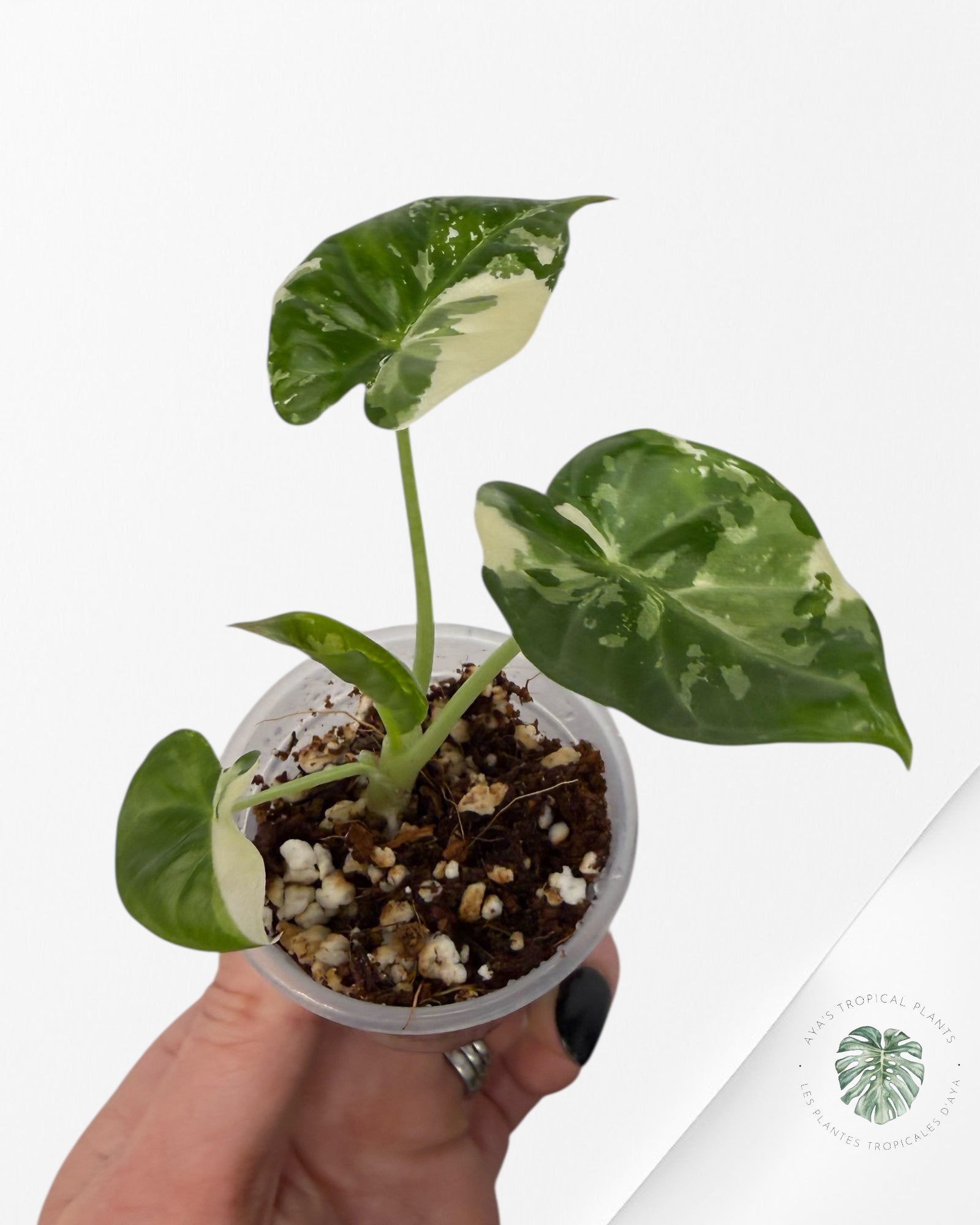 Alocasia Regal Panachée Albo | Plante rare cultivée en culture tropicale | Plantes tropicales d'Aya