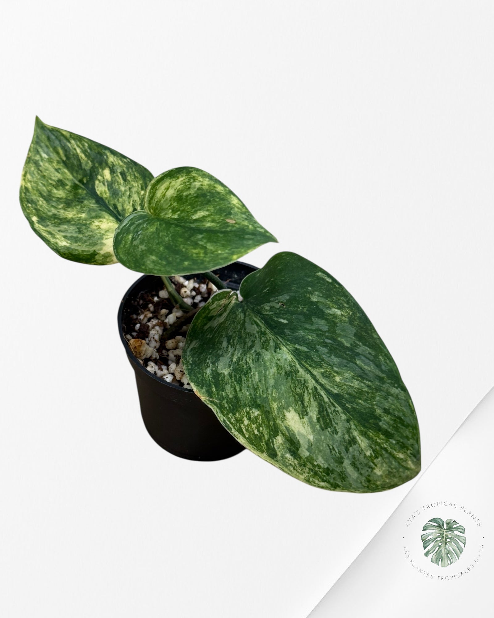 Scindapsus Radjatapura - P40