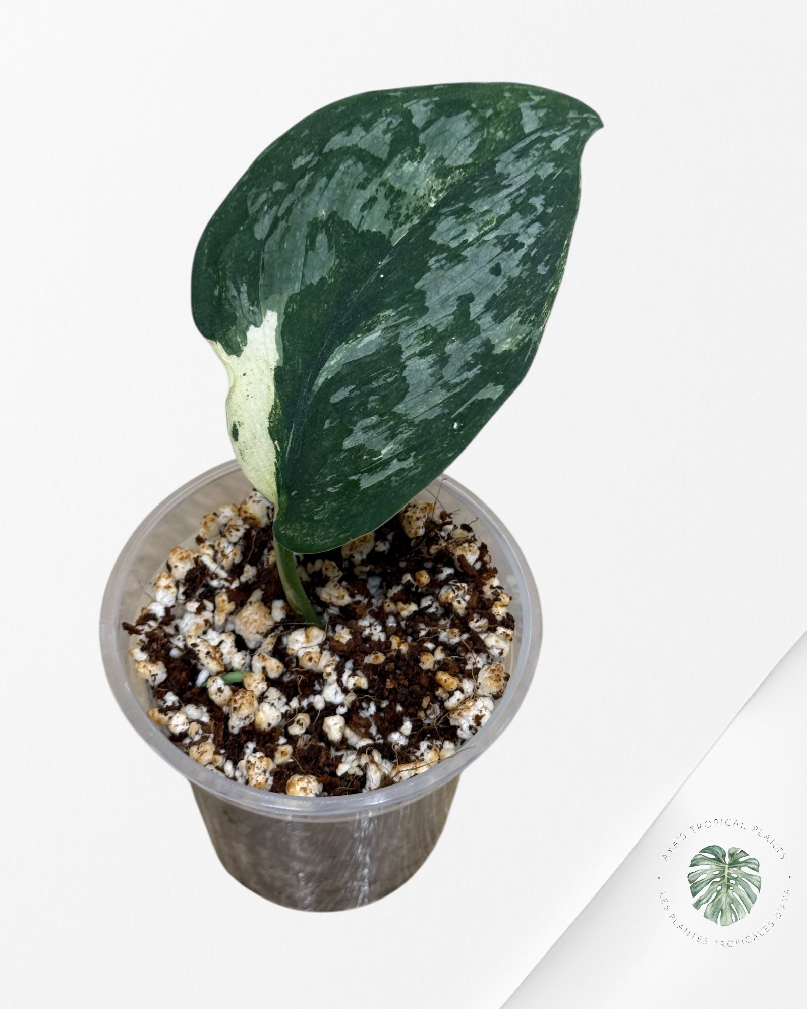 Scindapsus Exotica Blanc Cristal Panaché -P37