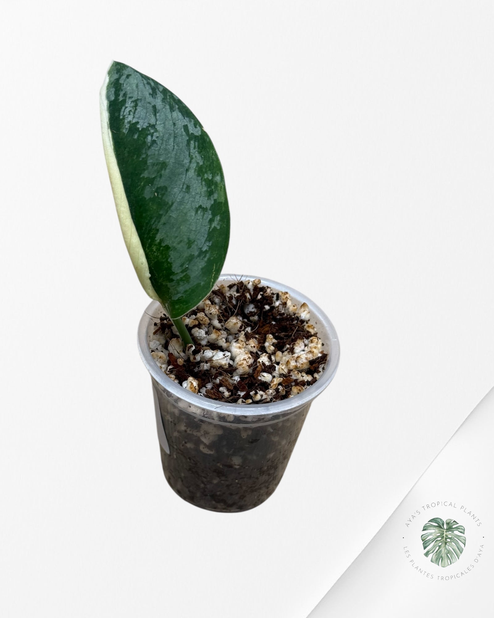 Scindapsus Radjatapura - RA