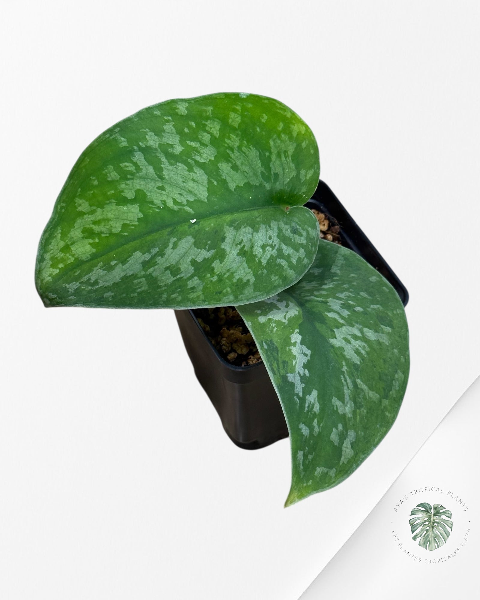 Scindapsus Kusuma -240