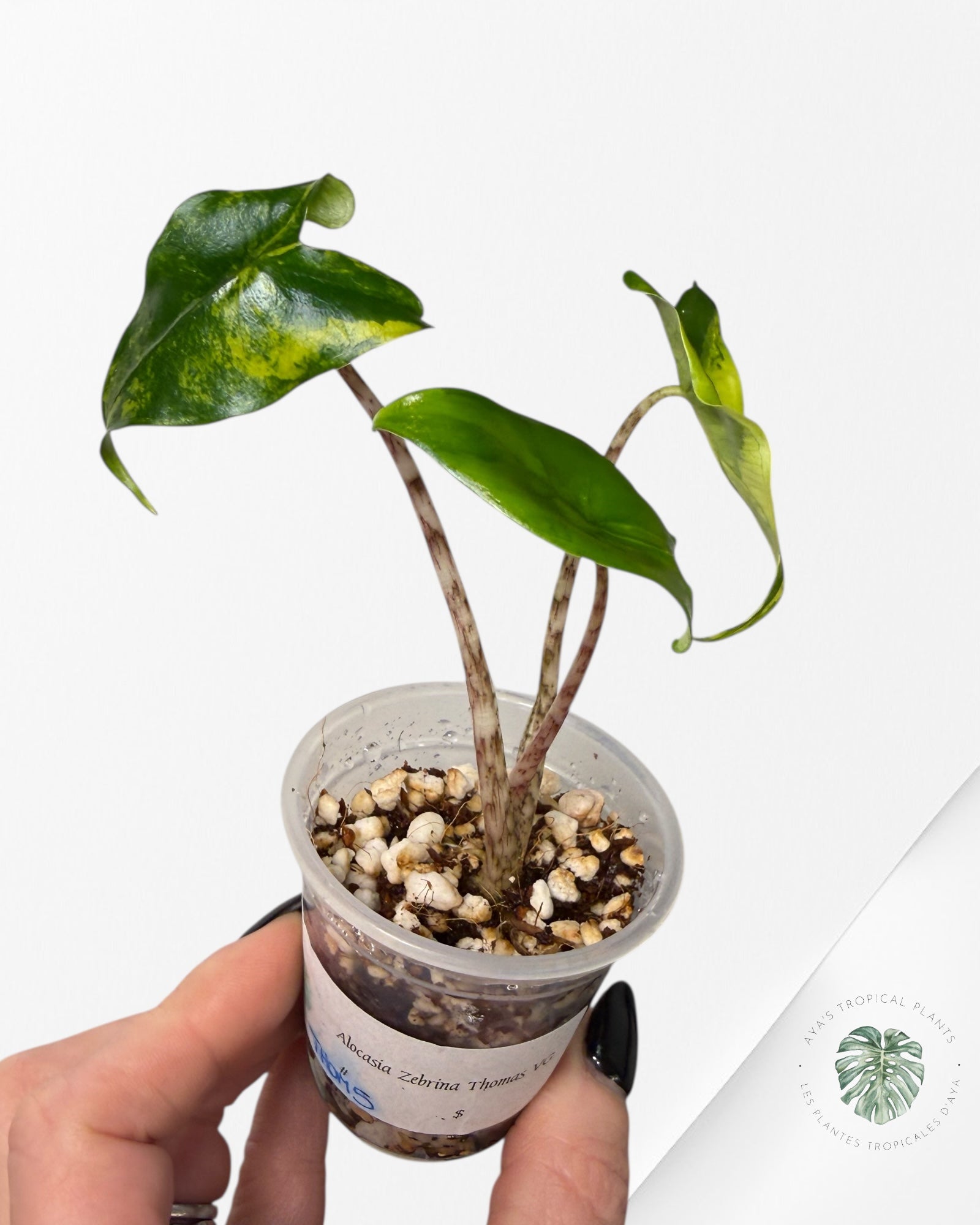 Alocasia Zebrina Thomas Variegated| Rare TC Plant | Aya's Tropical Plants