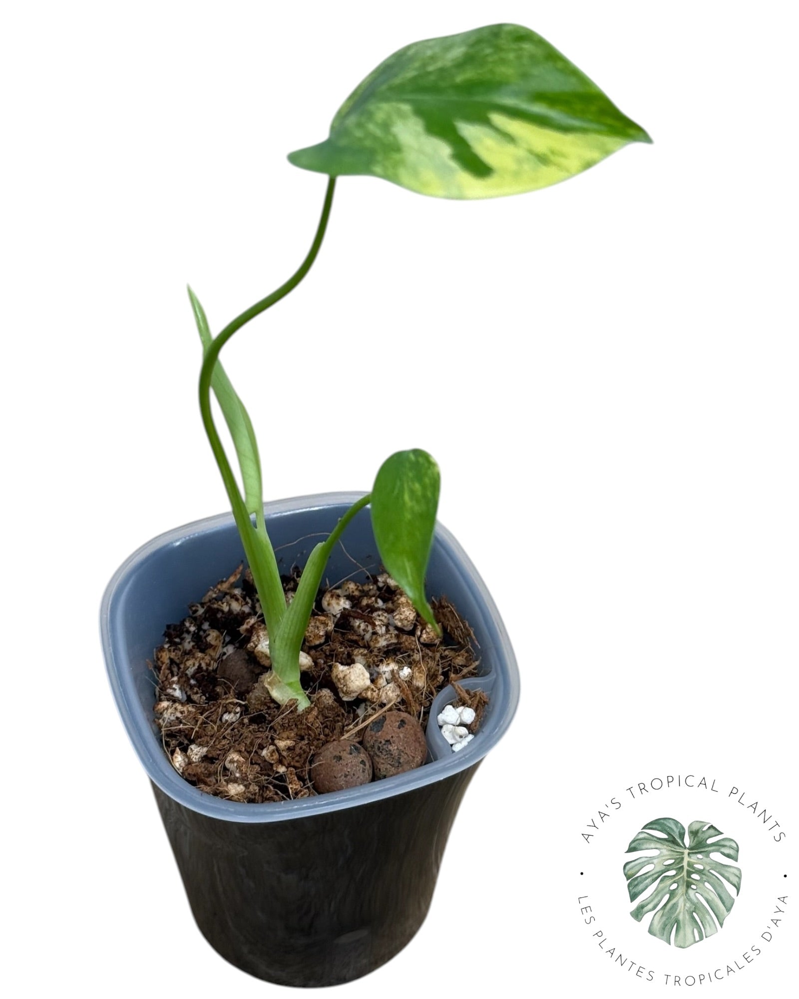 Monstera Aurea Variegated