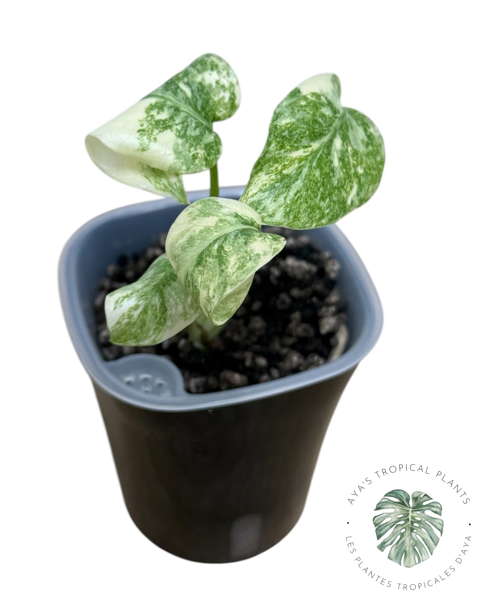 Monstera Deliciosa Legacy