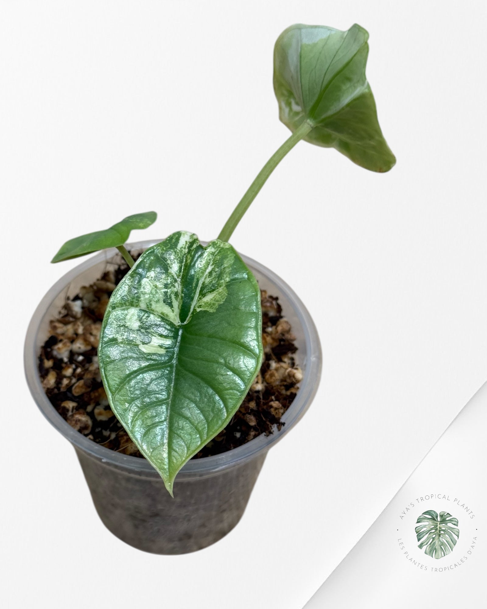 Alocasia Bisma sp. 'Platinum' Albo Variegated - 111