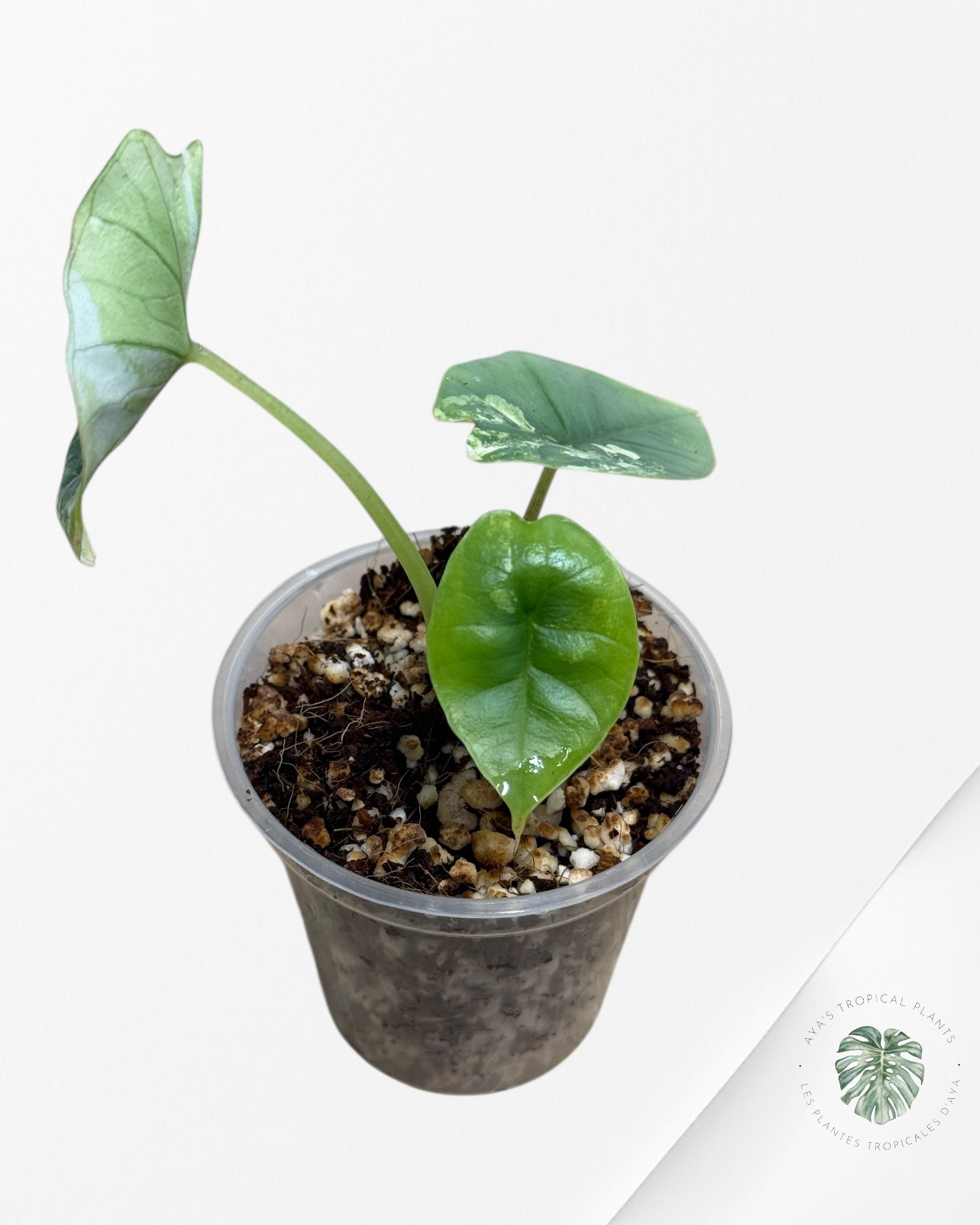 Alocasia Bisma sp. 'Platinum' Albo Variegated - 111