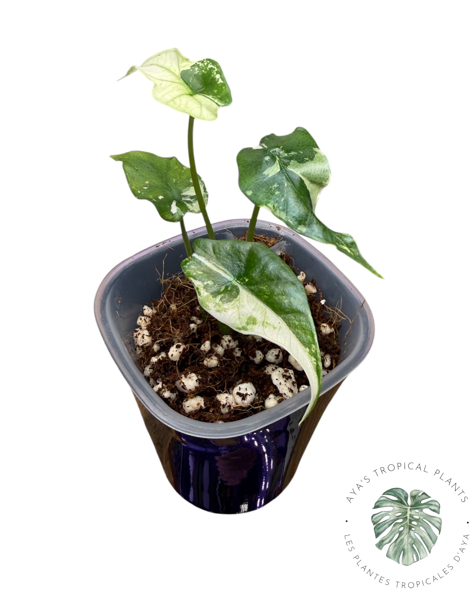 Alocasia  Simpo Albo Variegated