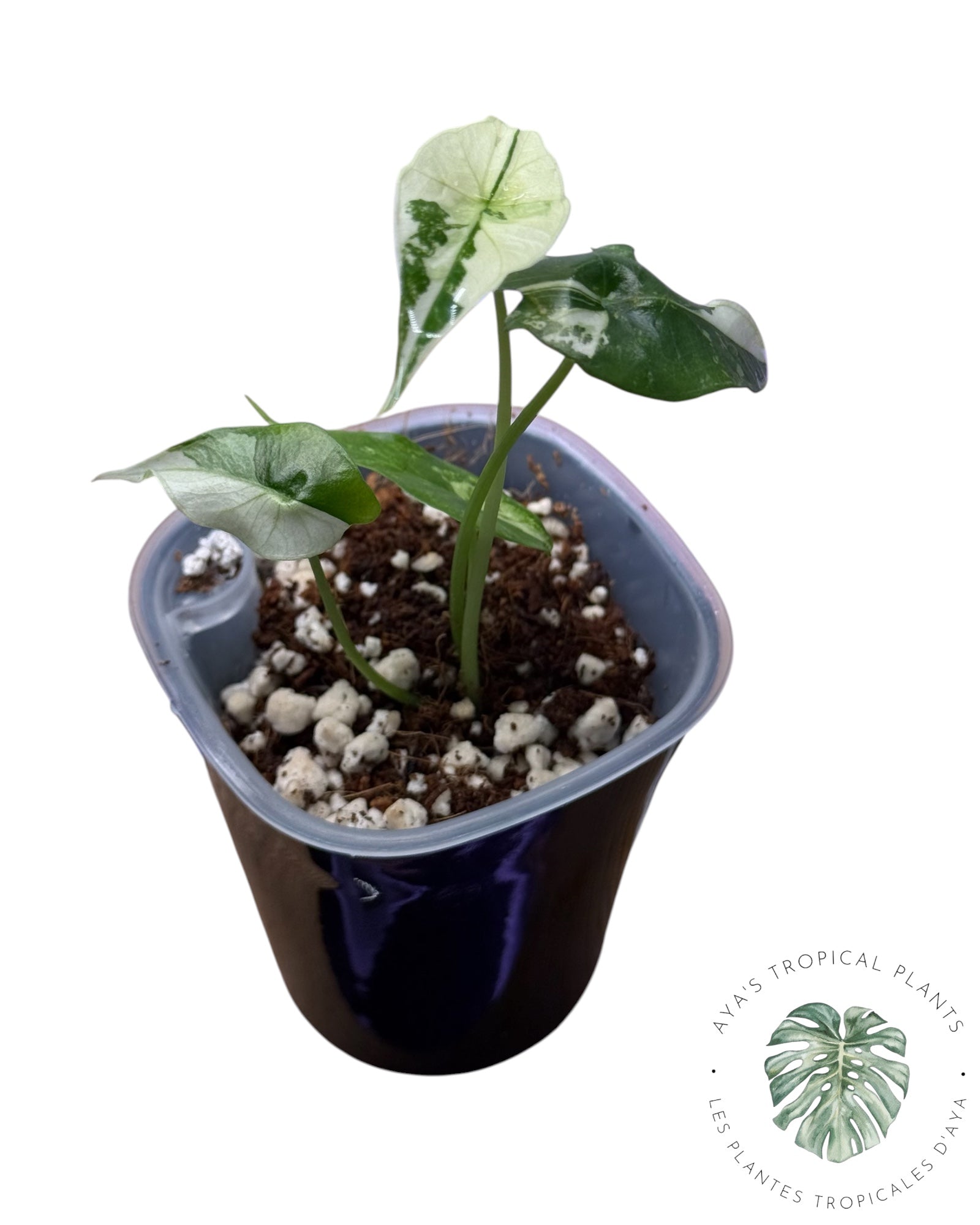 Alocasia Simpo Albo Variegated (Copie)