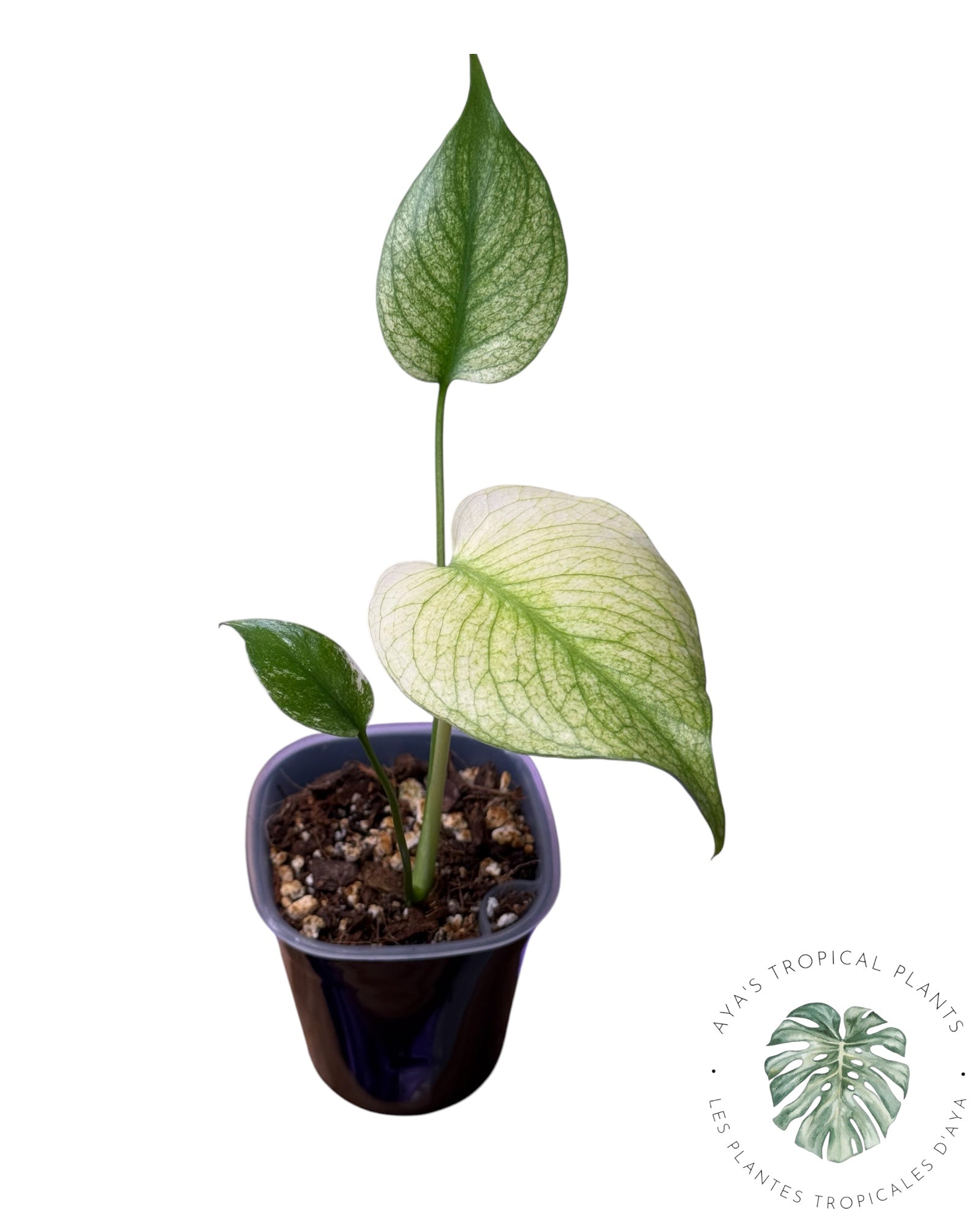 Monstera White Monster