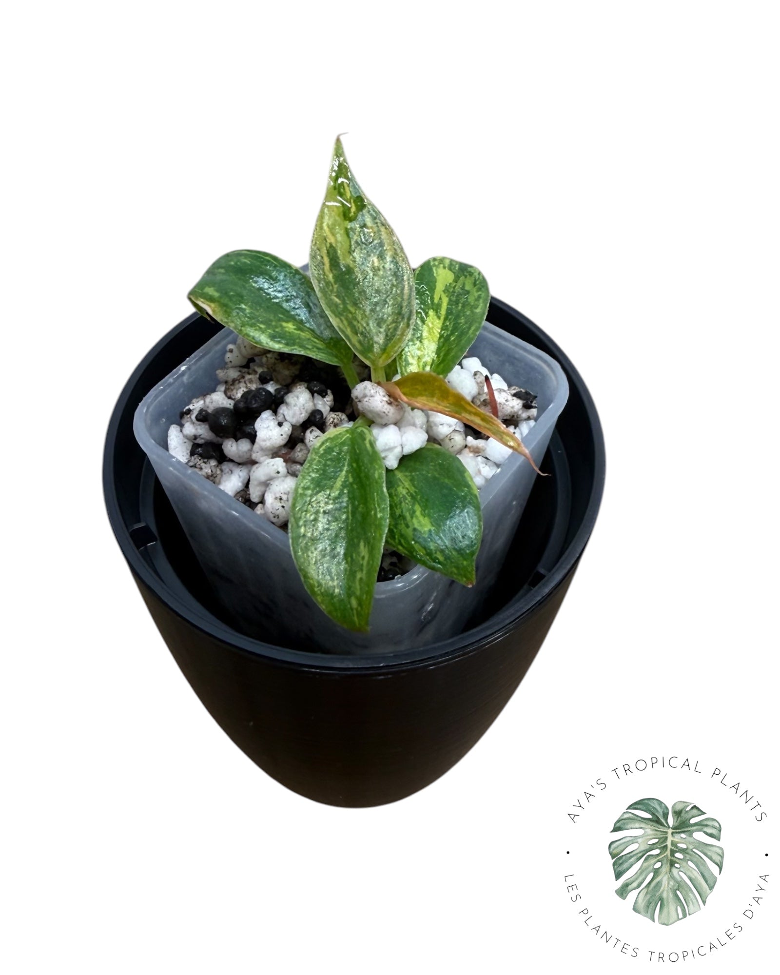 Philodendron Caramel Marble ‘Fire Tiger’