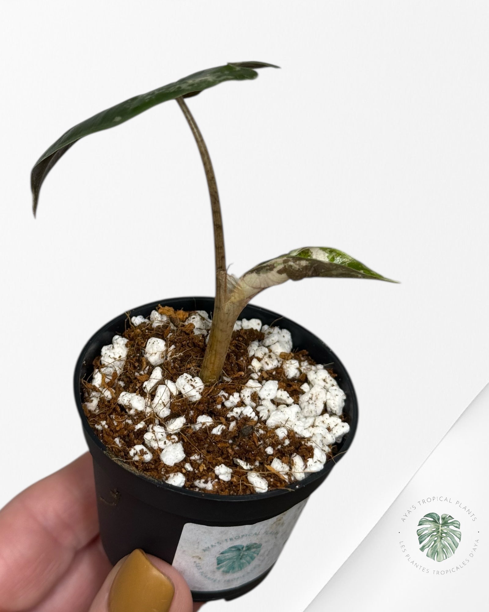 Alocasia Pseudo Sanderiana Albo/Pink - 113