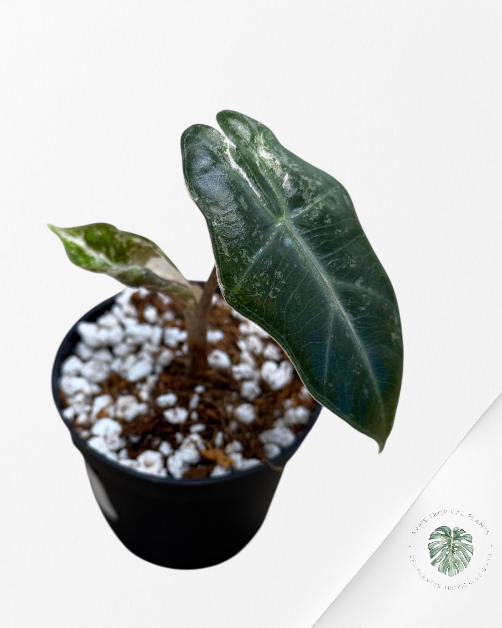Alocasia Pseudo Sanderiana Albo/Pink - 113