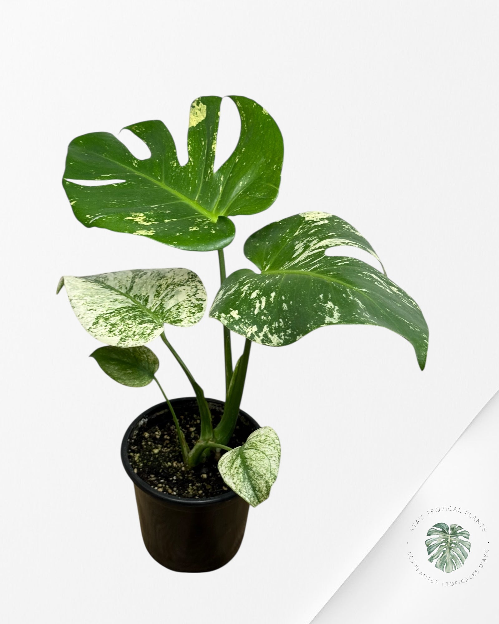 Monstera Mint - 115