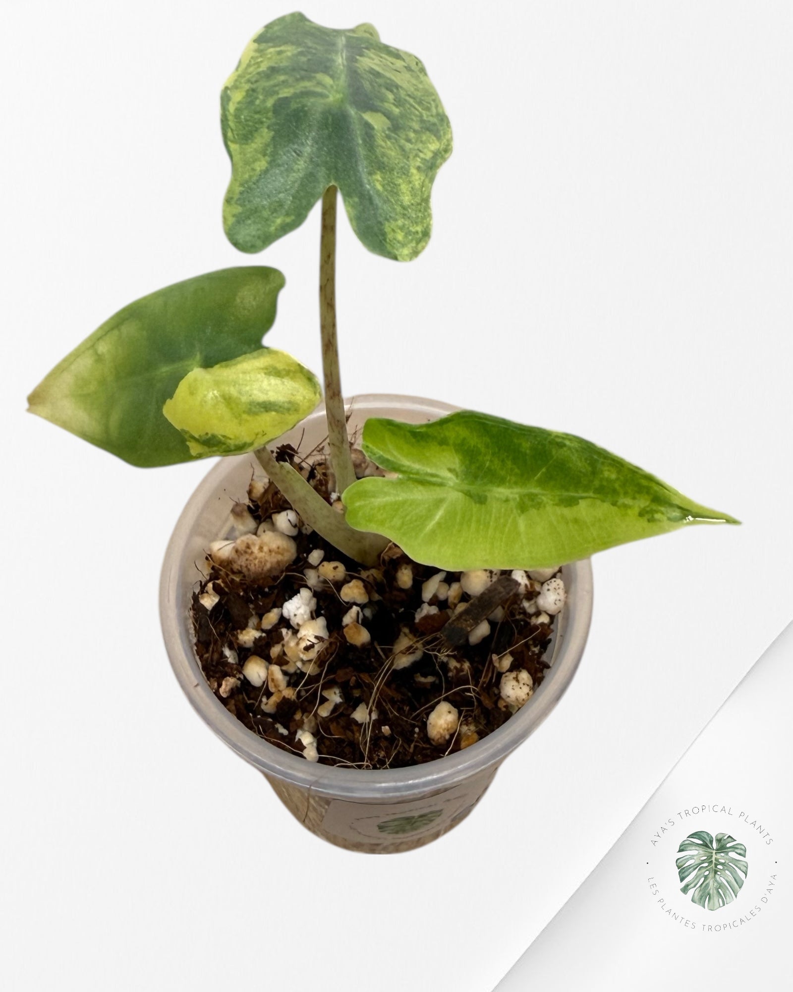 Alocasia Sarian Variegated Aurea