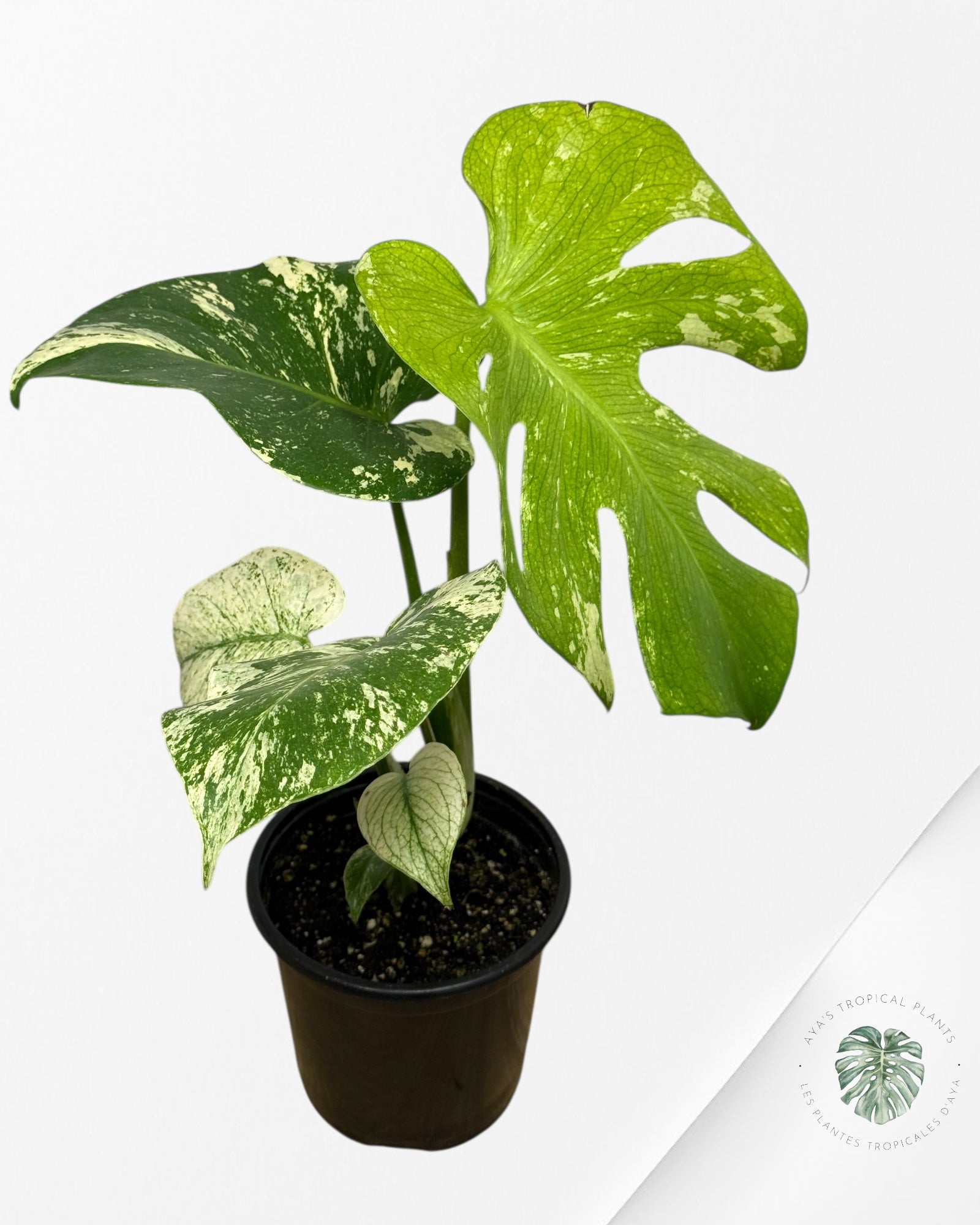 Monstera Mint - 114