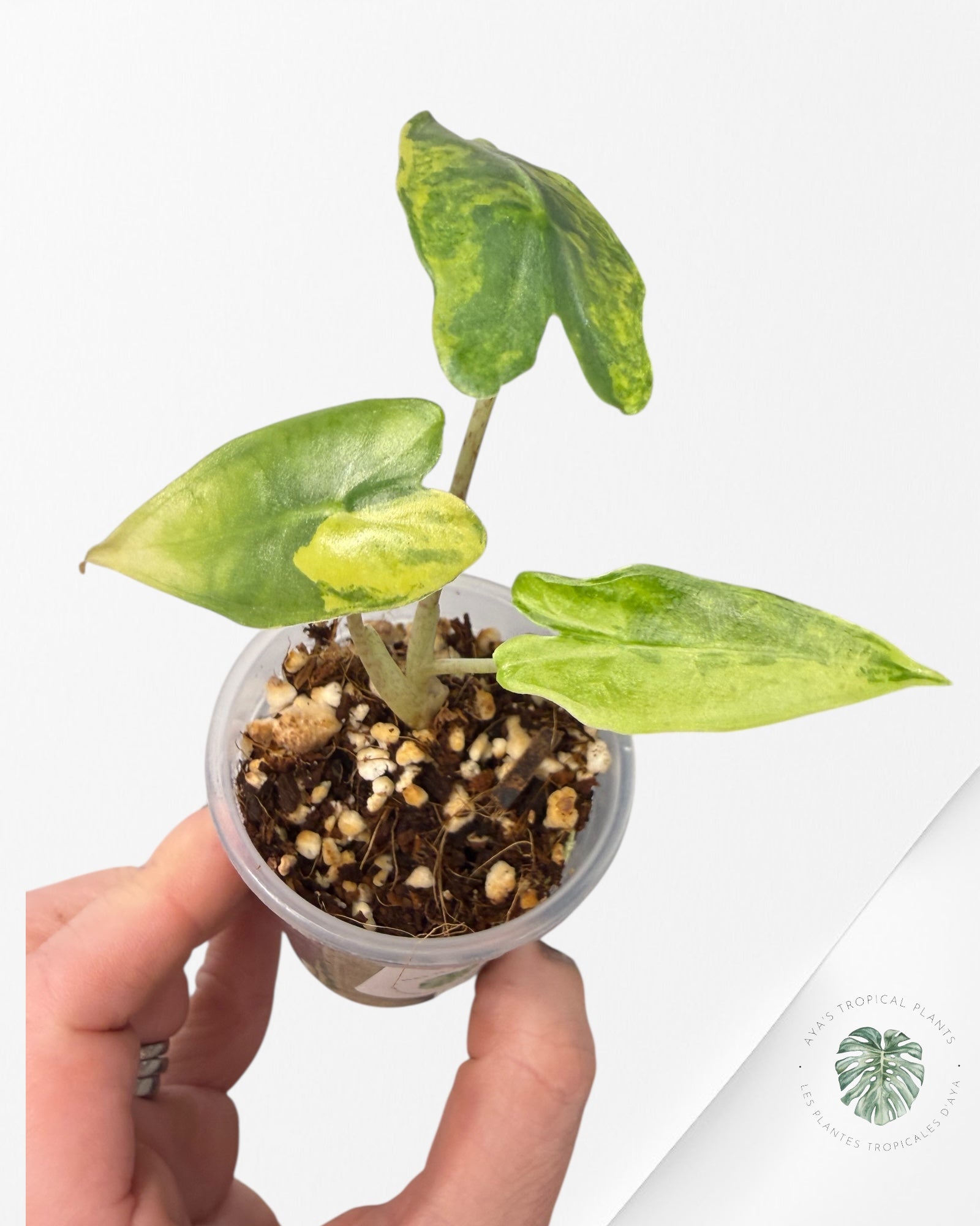 Alocasia Sarian Variegated Aurea