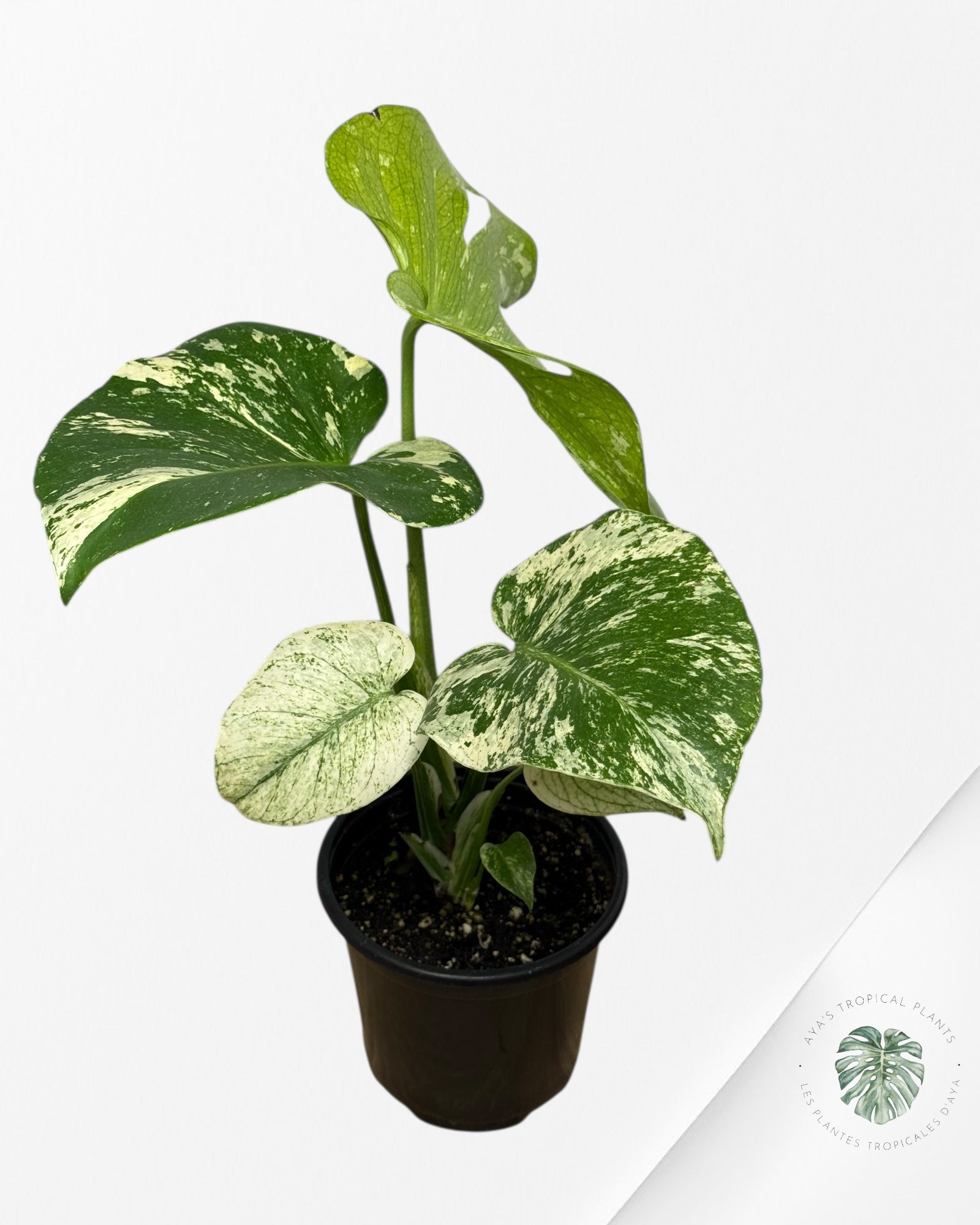 Monstera Mint - 114