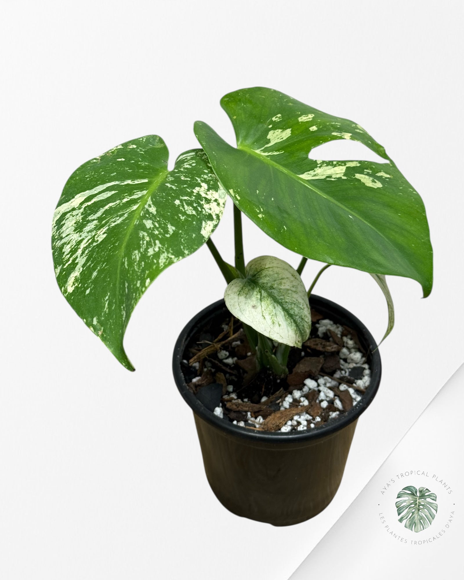 Monstera Mint - 117