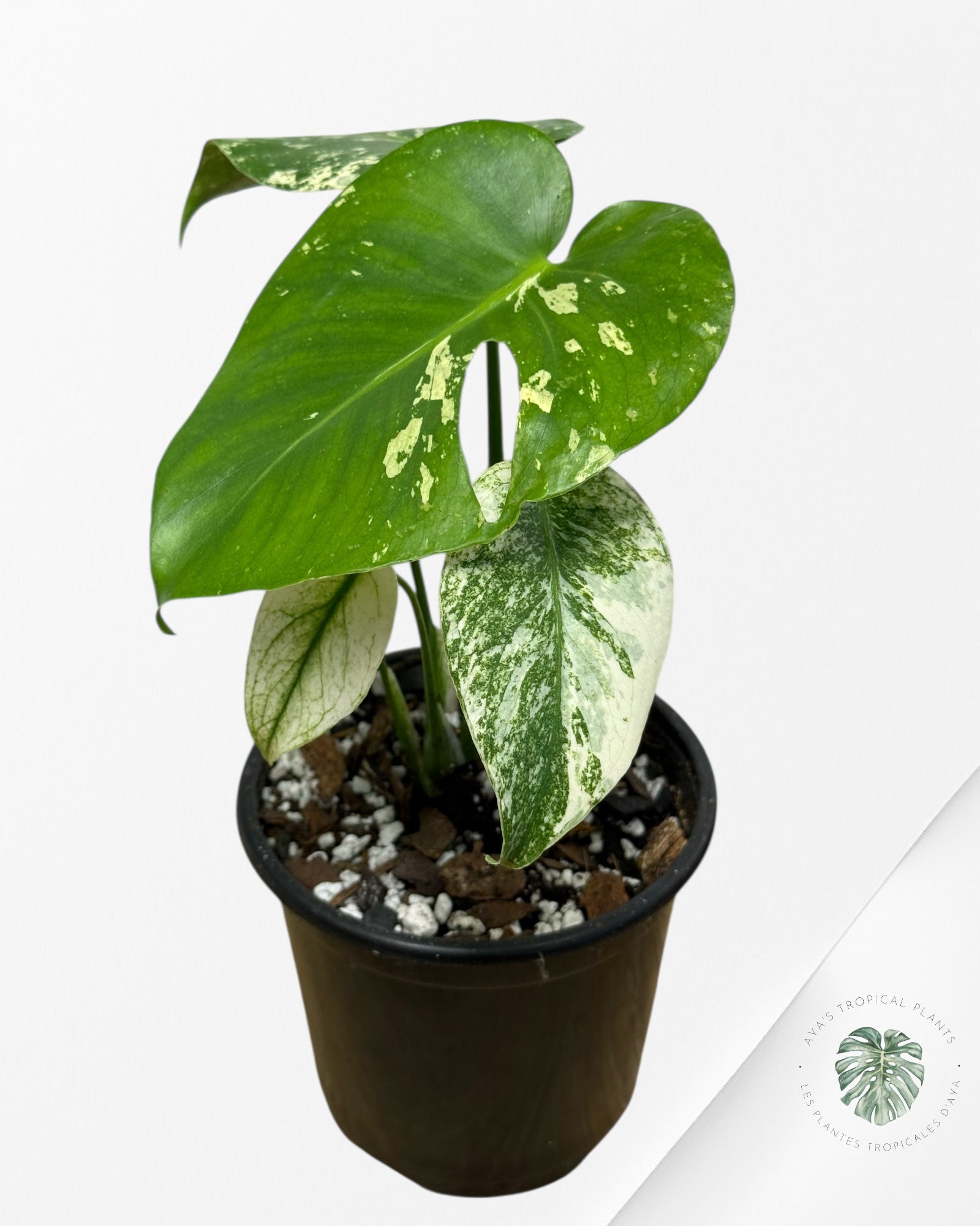 Monstera Mint - 117