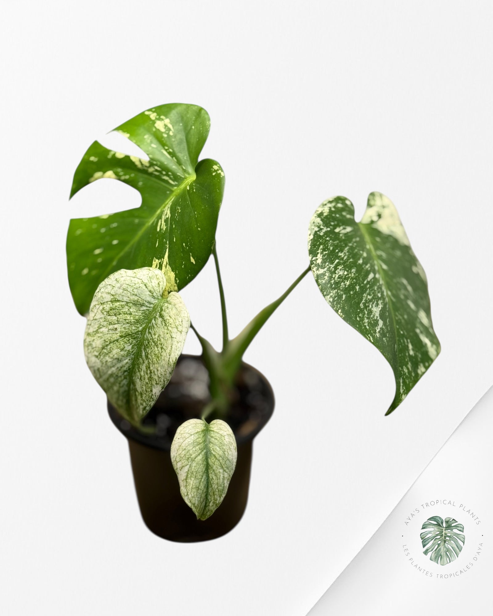 Monstera Mint - 116