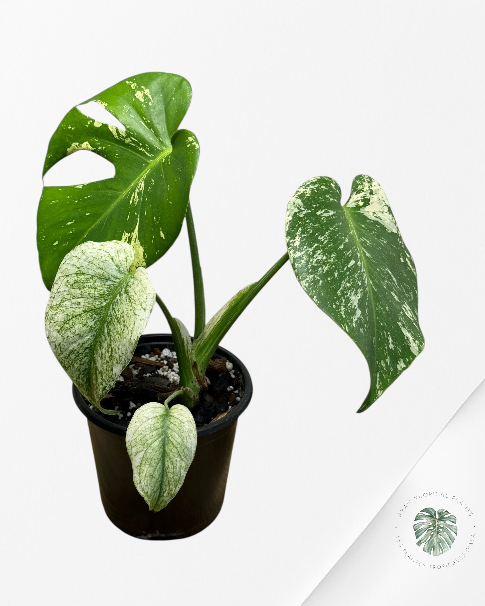 Monstera Mint - 116