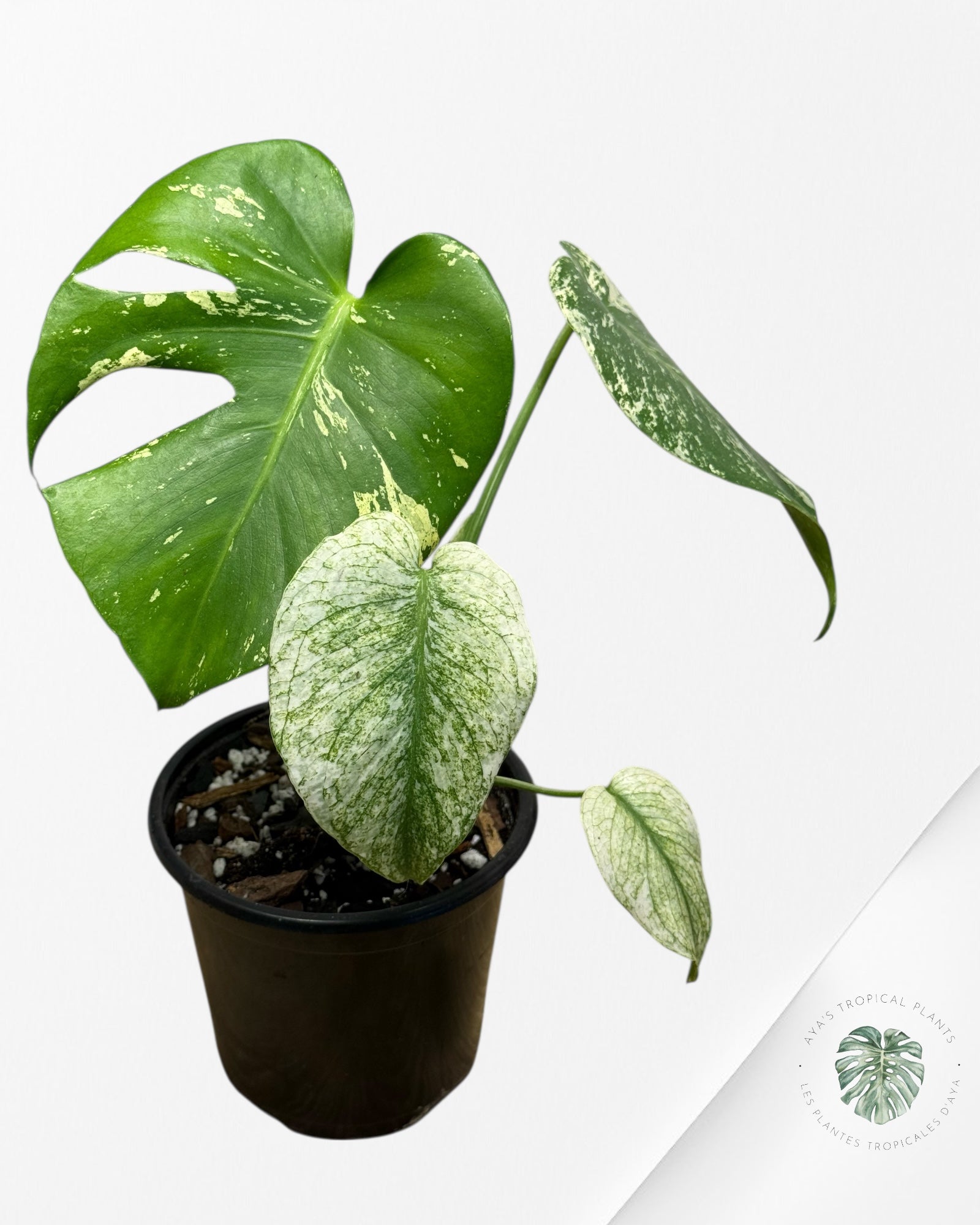 Monstera Mint - 116