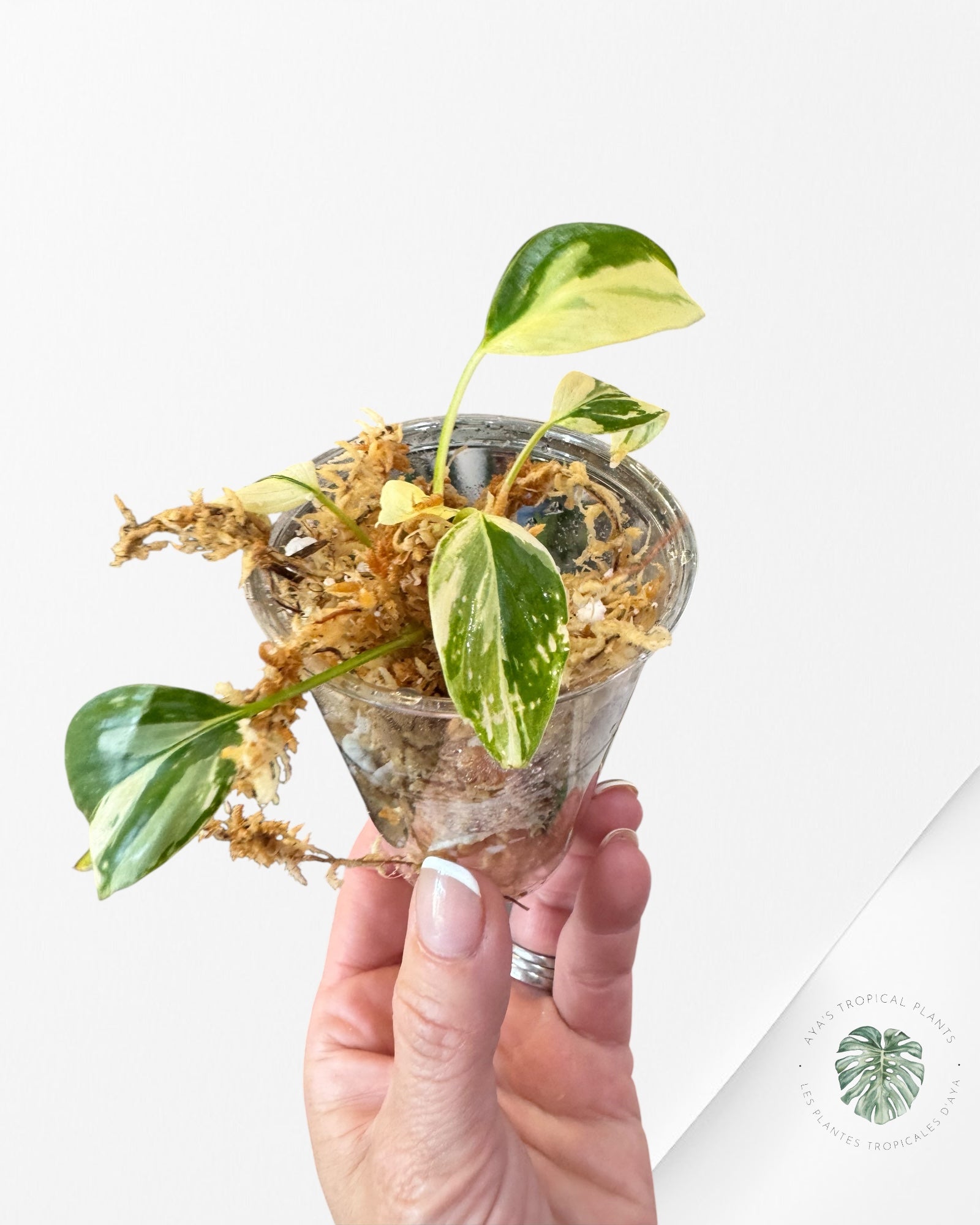 Homalomena rubescens "Albo" variegated  - TC1