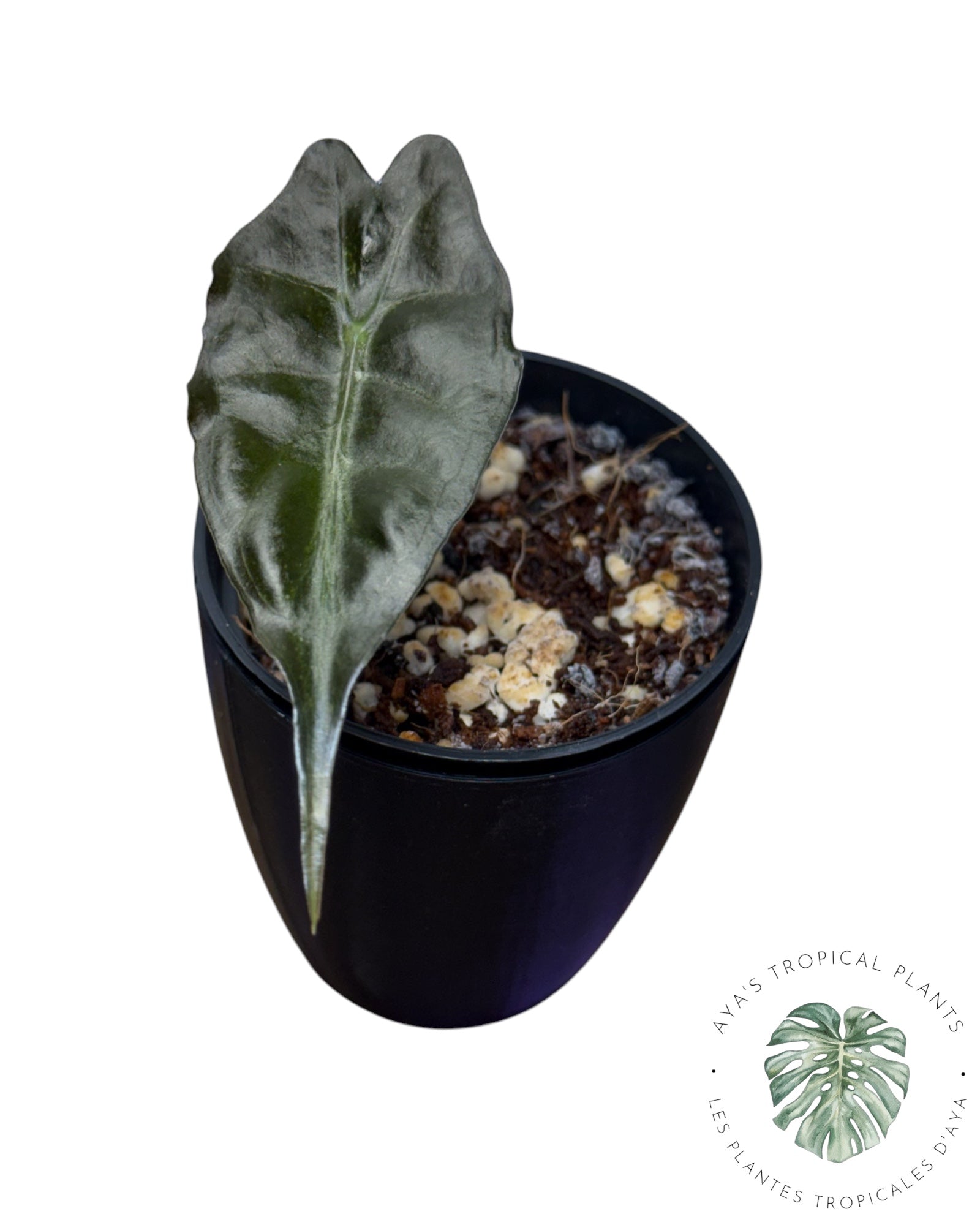 Alocasia Venom