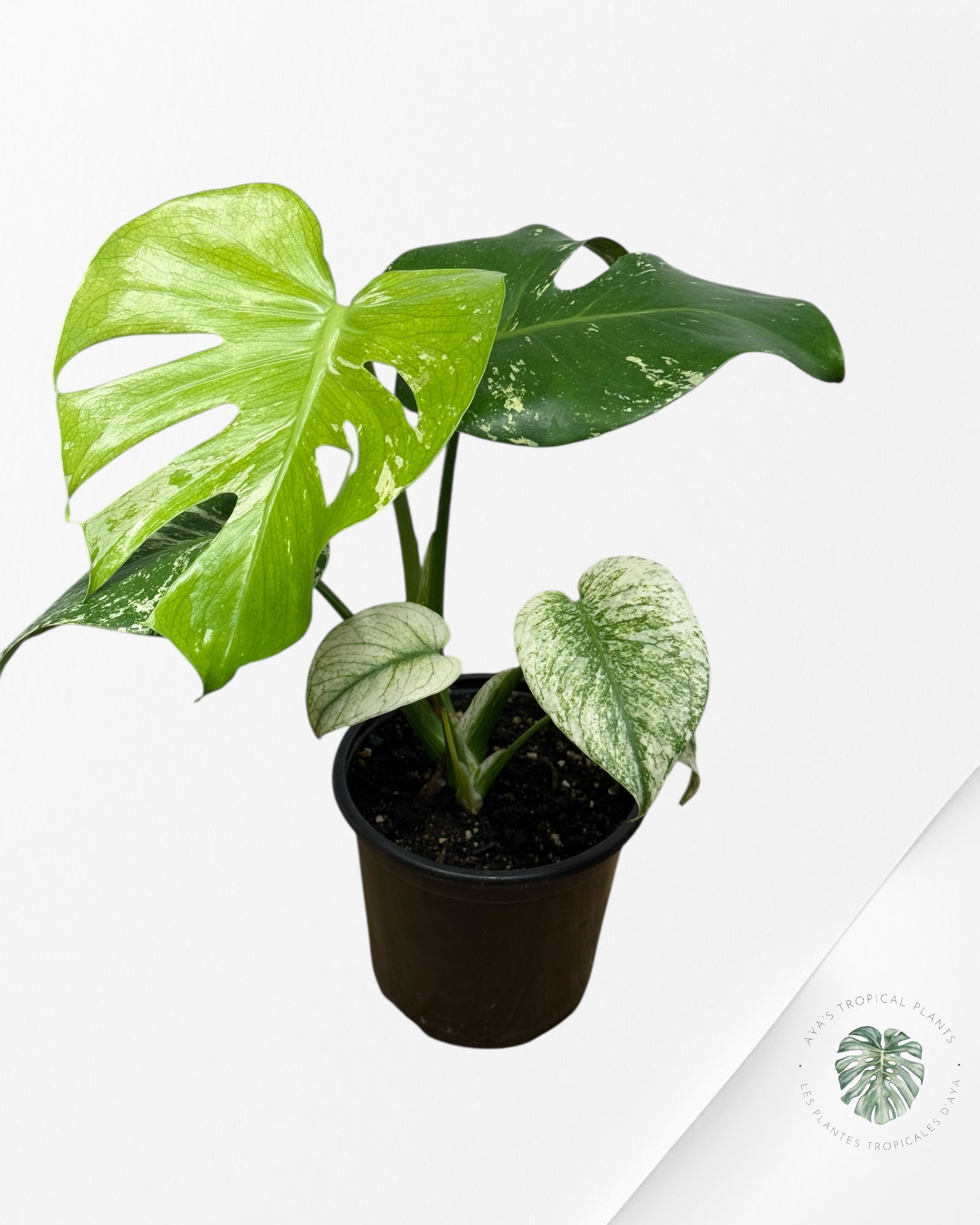 Monstera Mint - 118