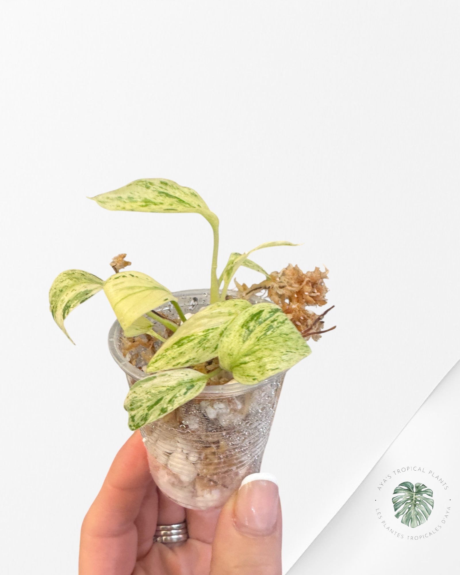 Homalomena rubescens "Mint" variegated  - TC2