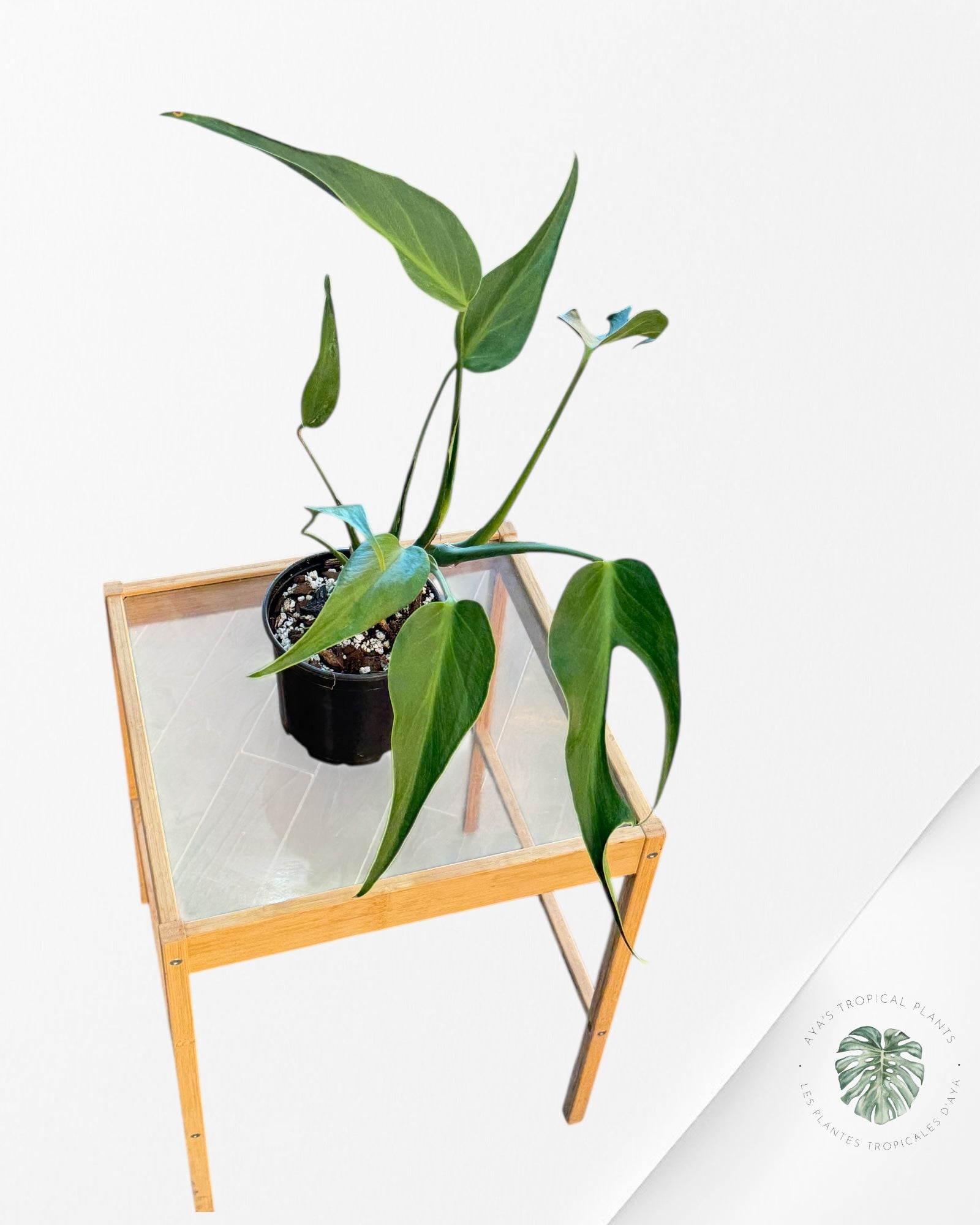 Monstera Burle Marx Flame - 119