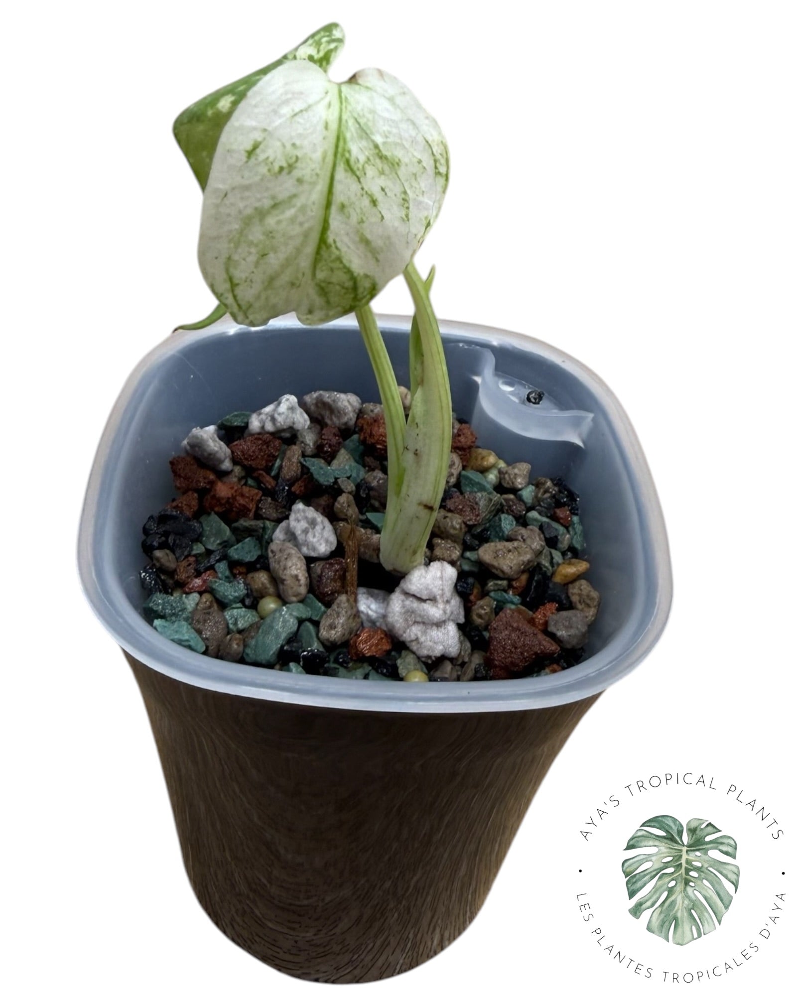 Monstera ‘White Mint’