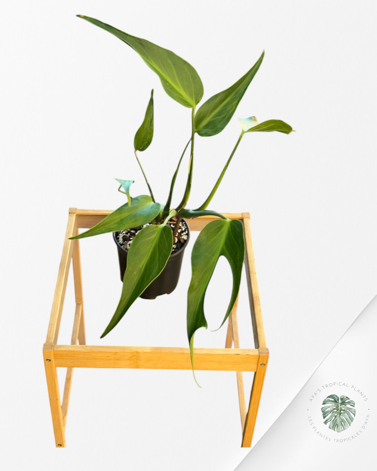 Monstera Burle Marx Flame - 119