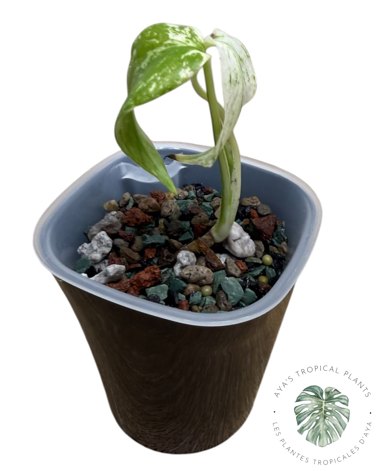 Monstera ‘White Mint’