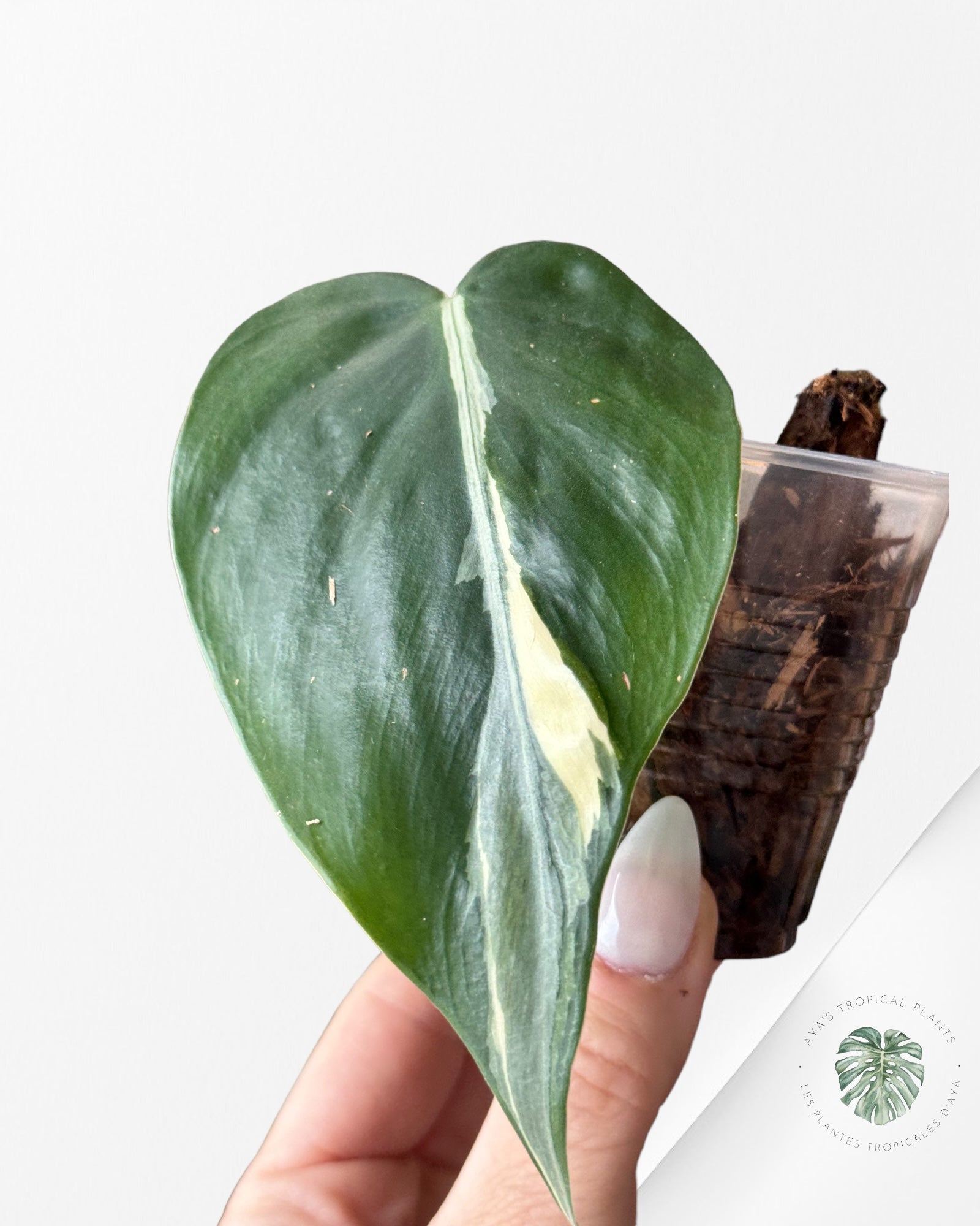 Philodendron Hederaceum 'Rio'-3020