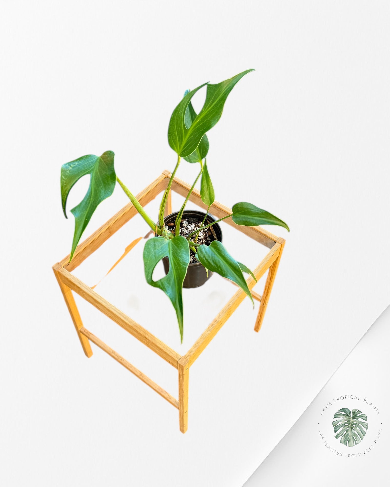 Monstera Burle Marx Flame - 120