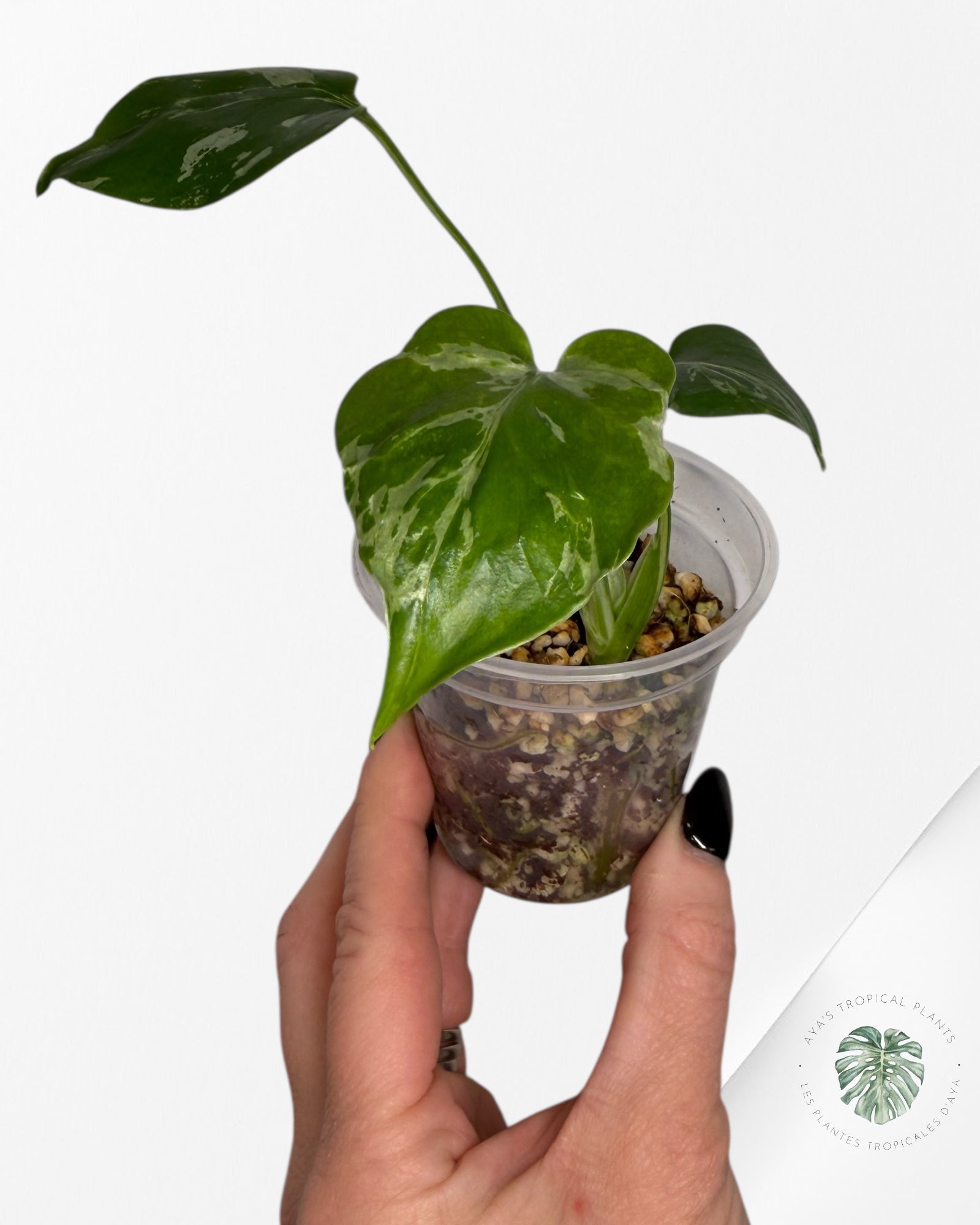 Monstera Deliciosa Bulbasaur | Plante TC rare | Plantes tropicales d'Aya