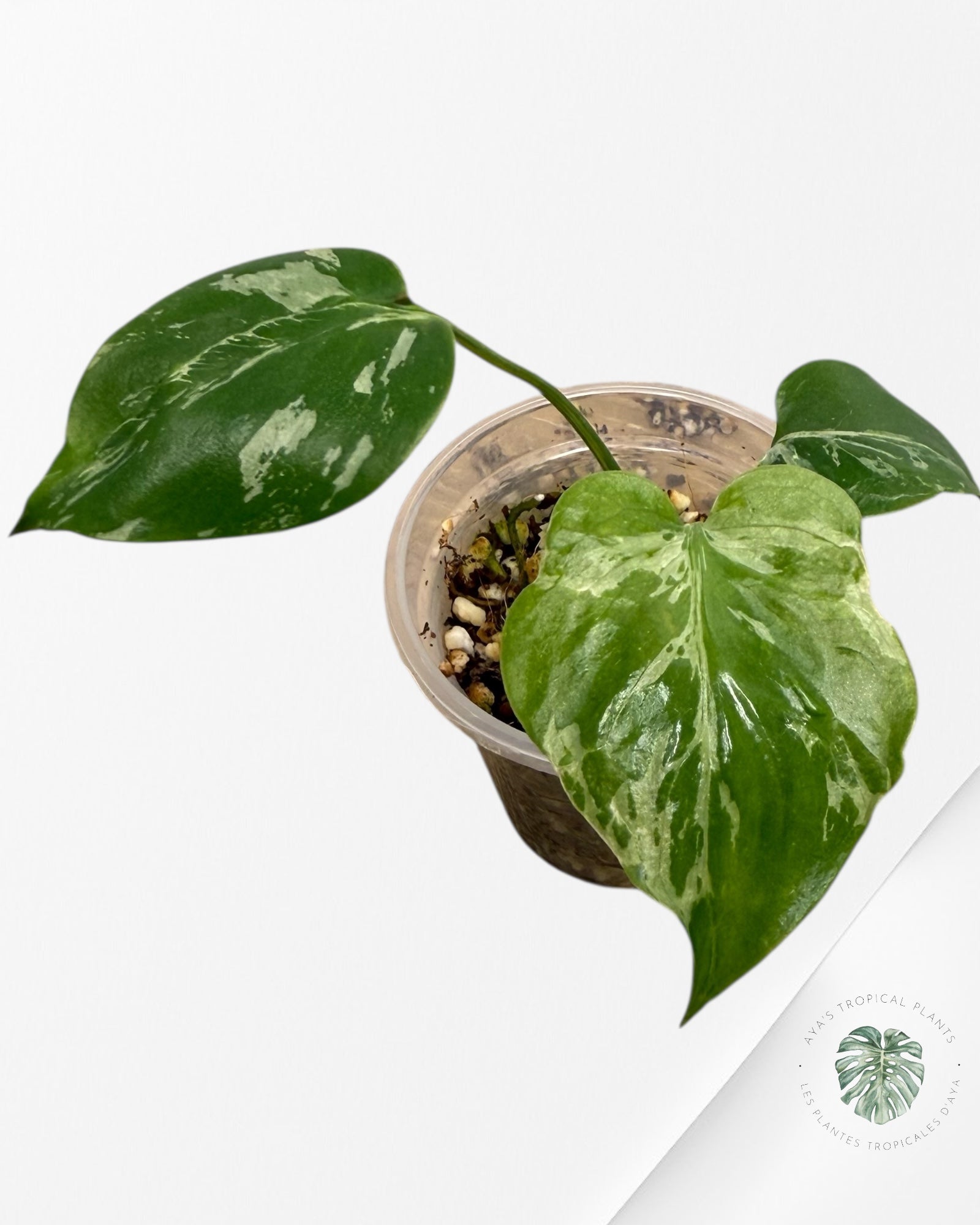 Monstera Deliciosa Bulbasaur | Plante TC rare | Plantes tropicales d'Aya