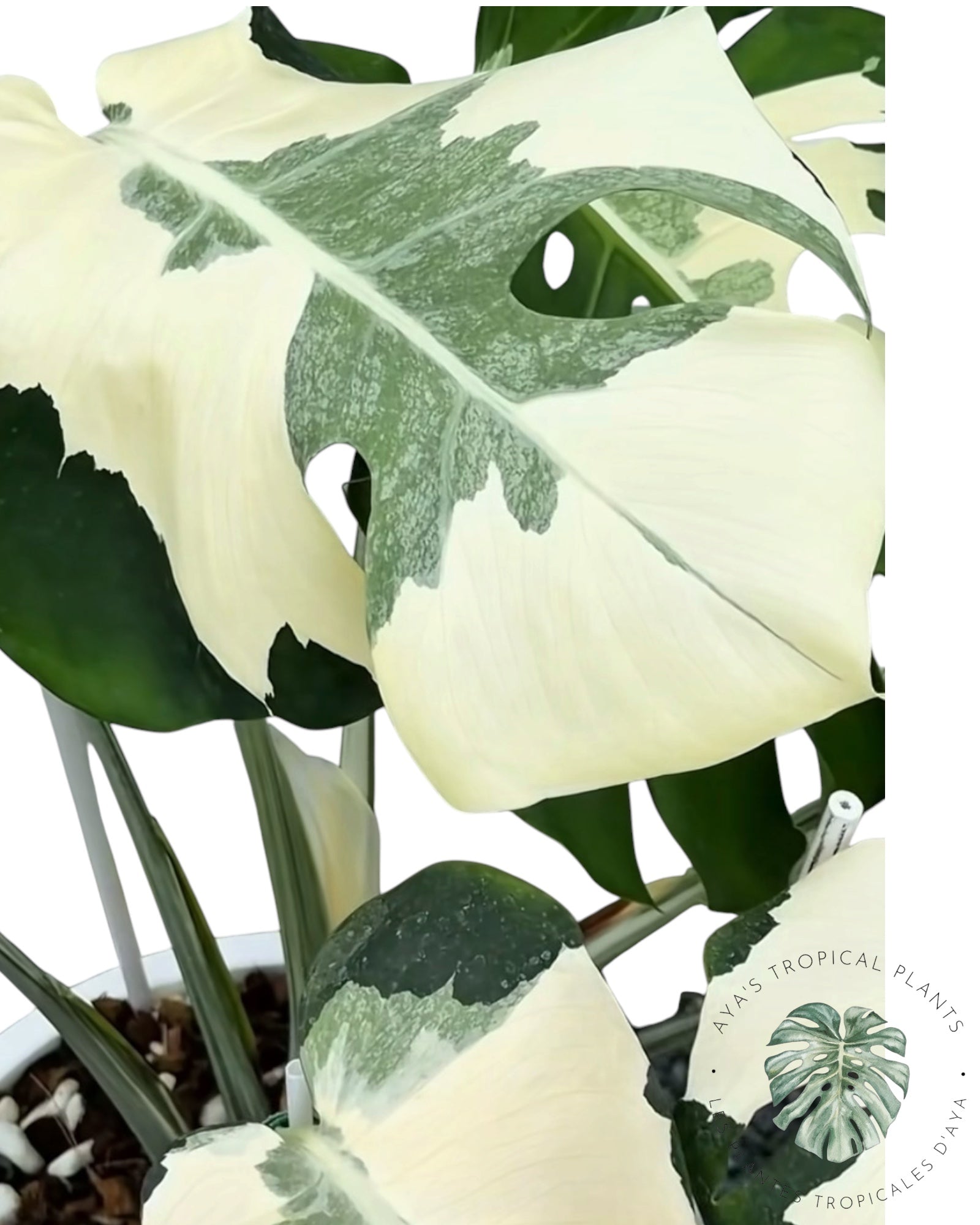 Monstera Yin Yang