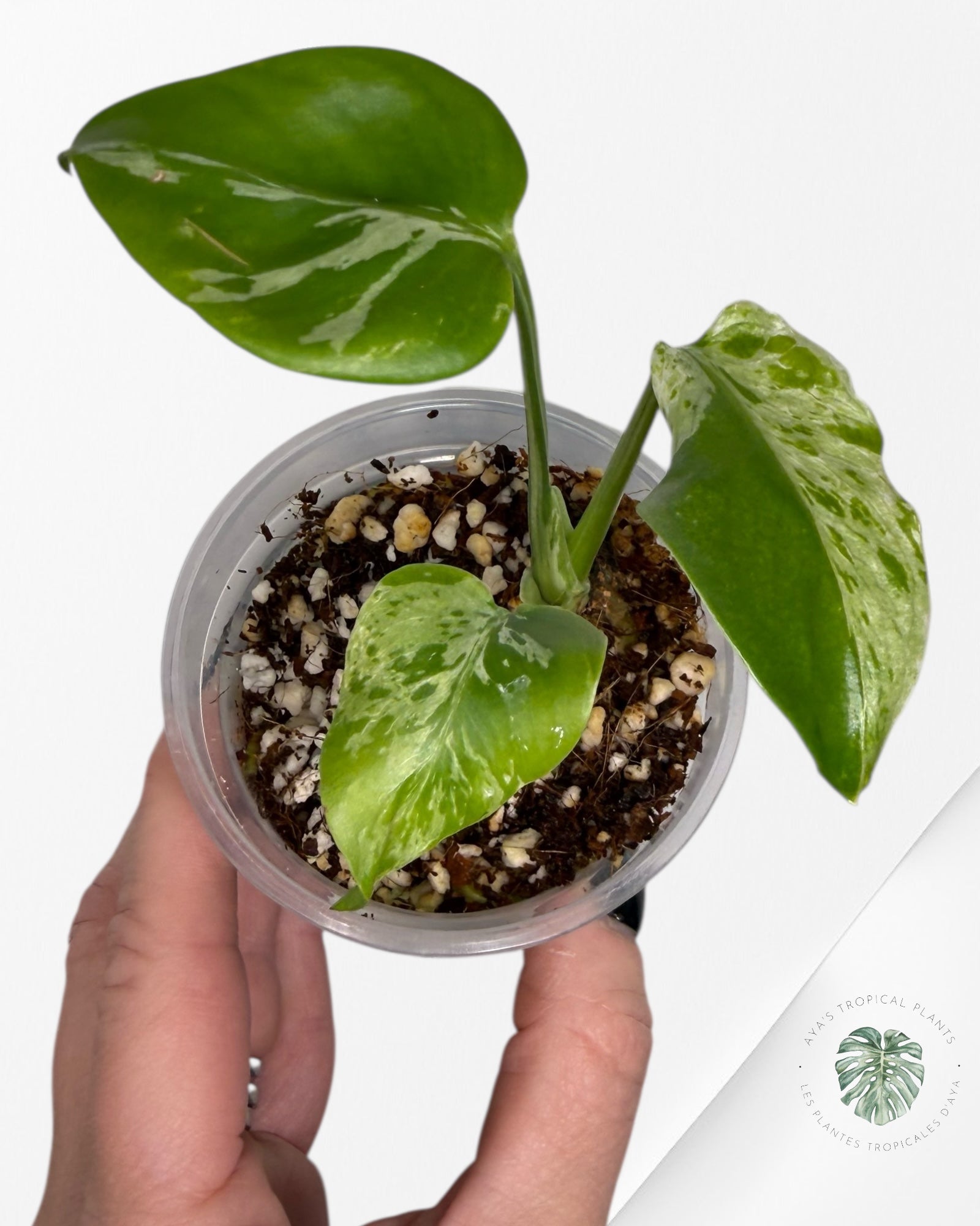 Monstera Deliciosa Bulbasaur | Plante TC rare | Plantes tropicales d'Aya