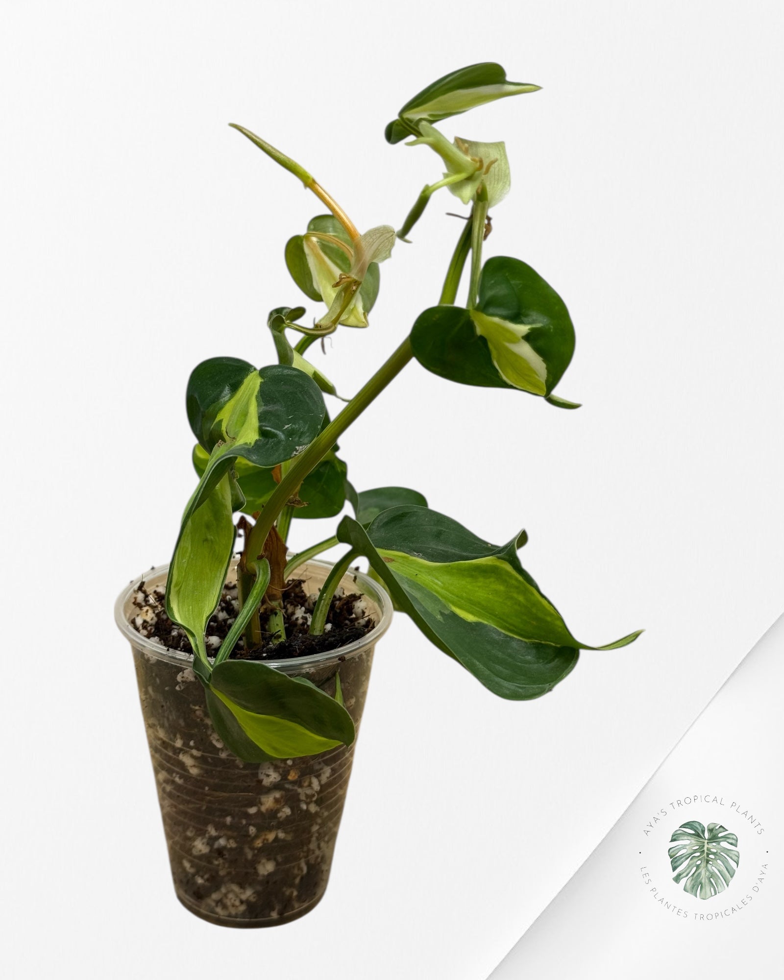 Philodendron hederaceum 'Cream Splash' - 400