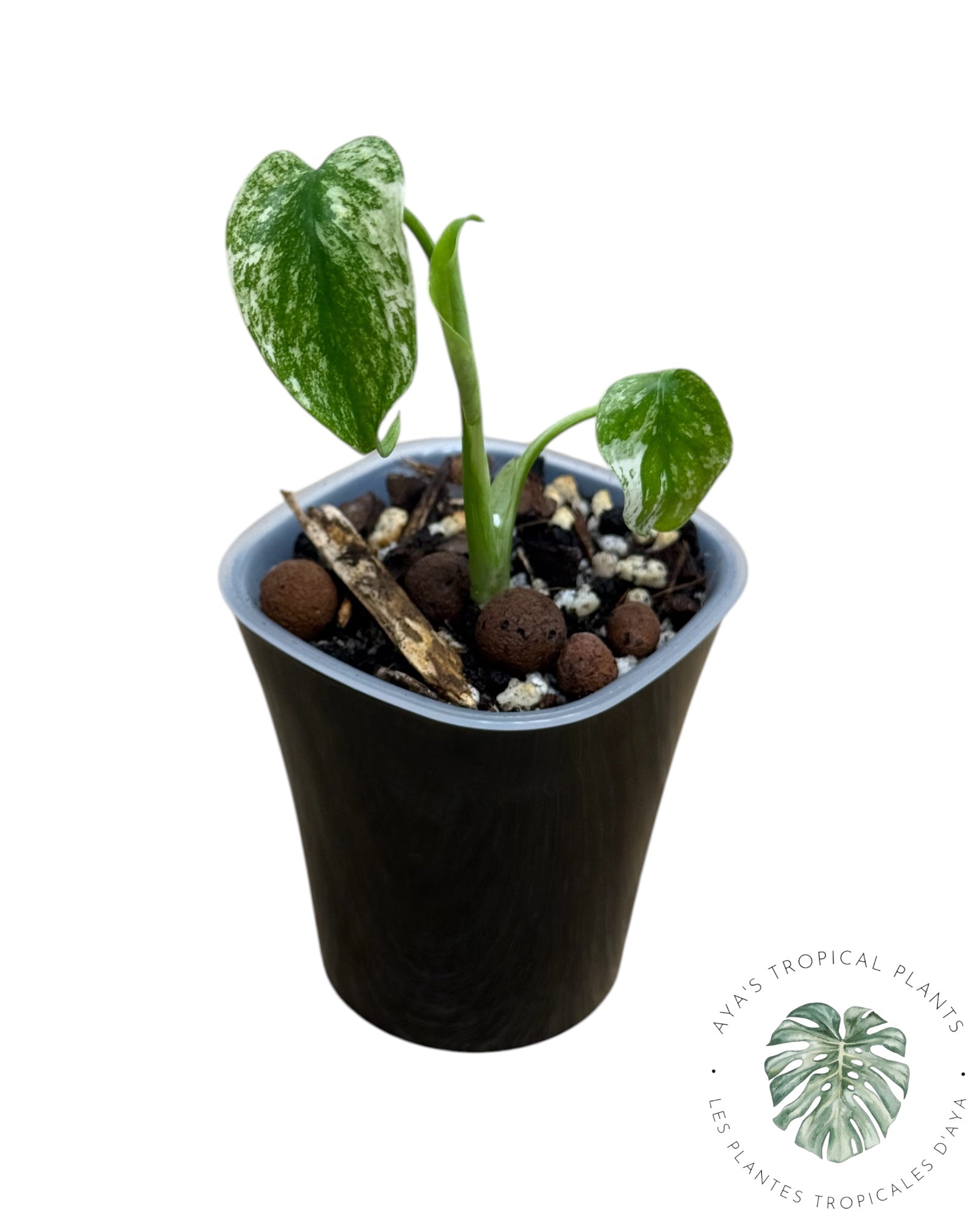 Monstera ‘White Mint’