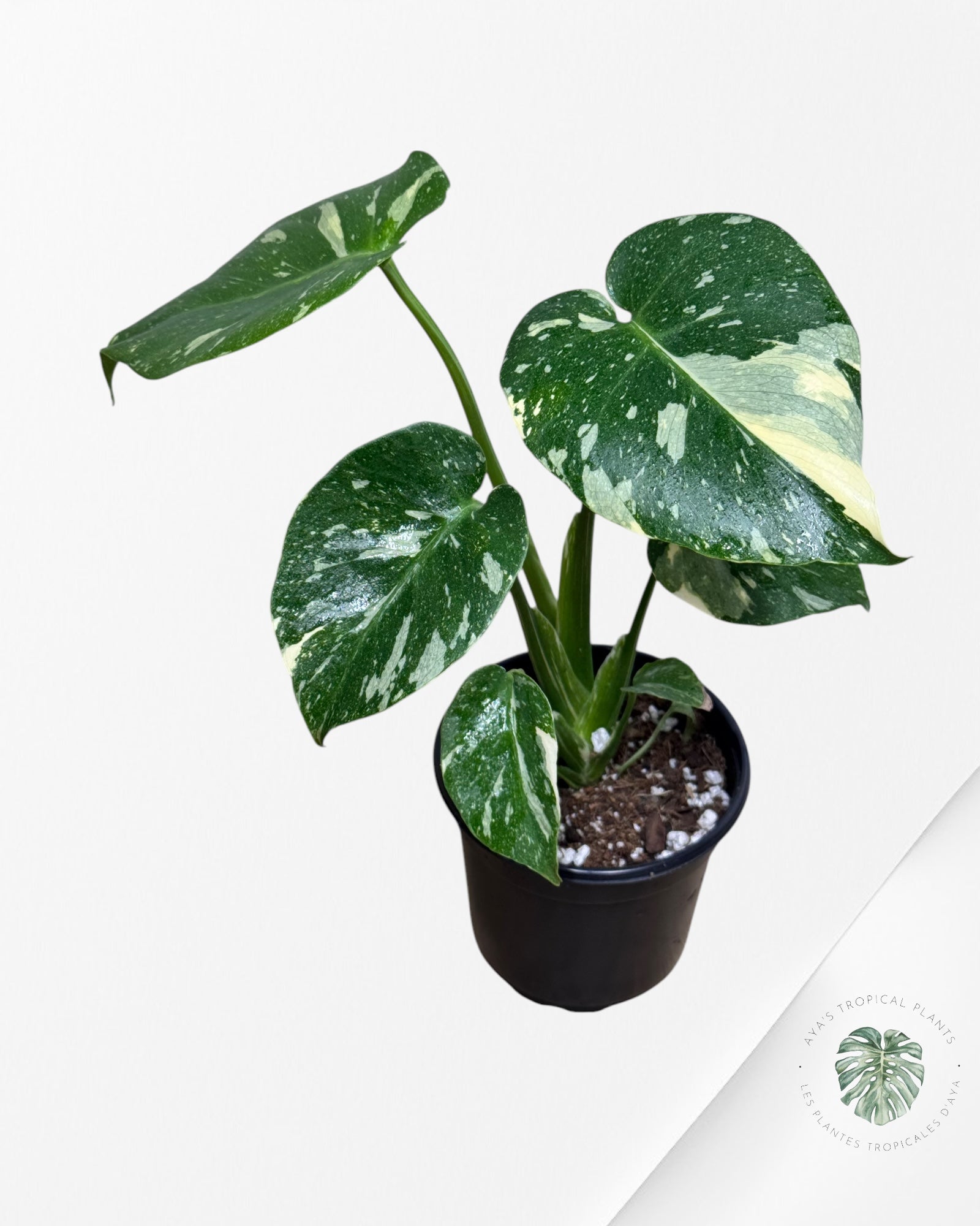 Monstera Thai Constellation-MT20