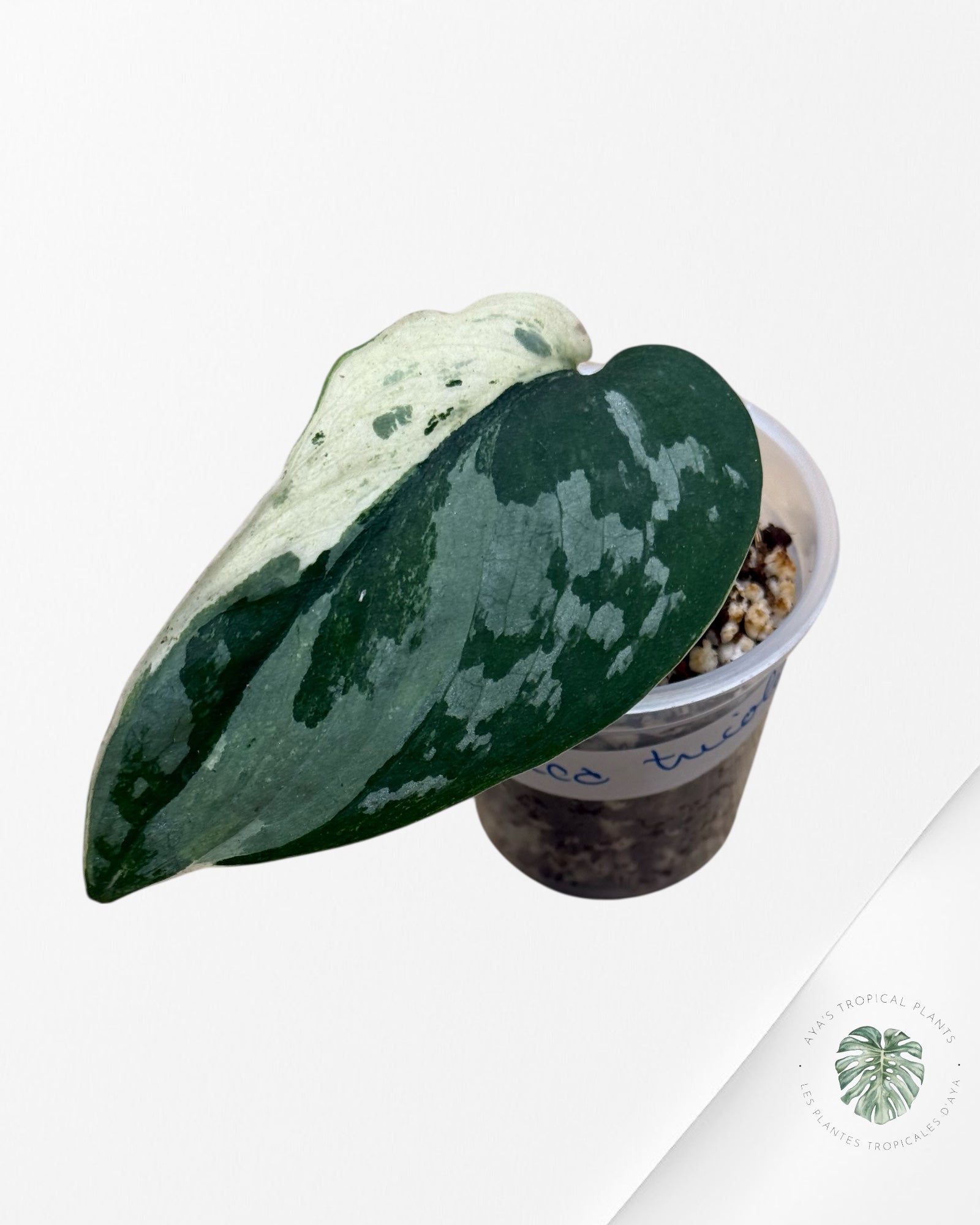 Scindapsus Exotica Tricolor - 130
